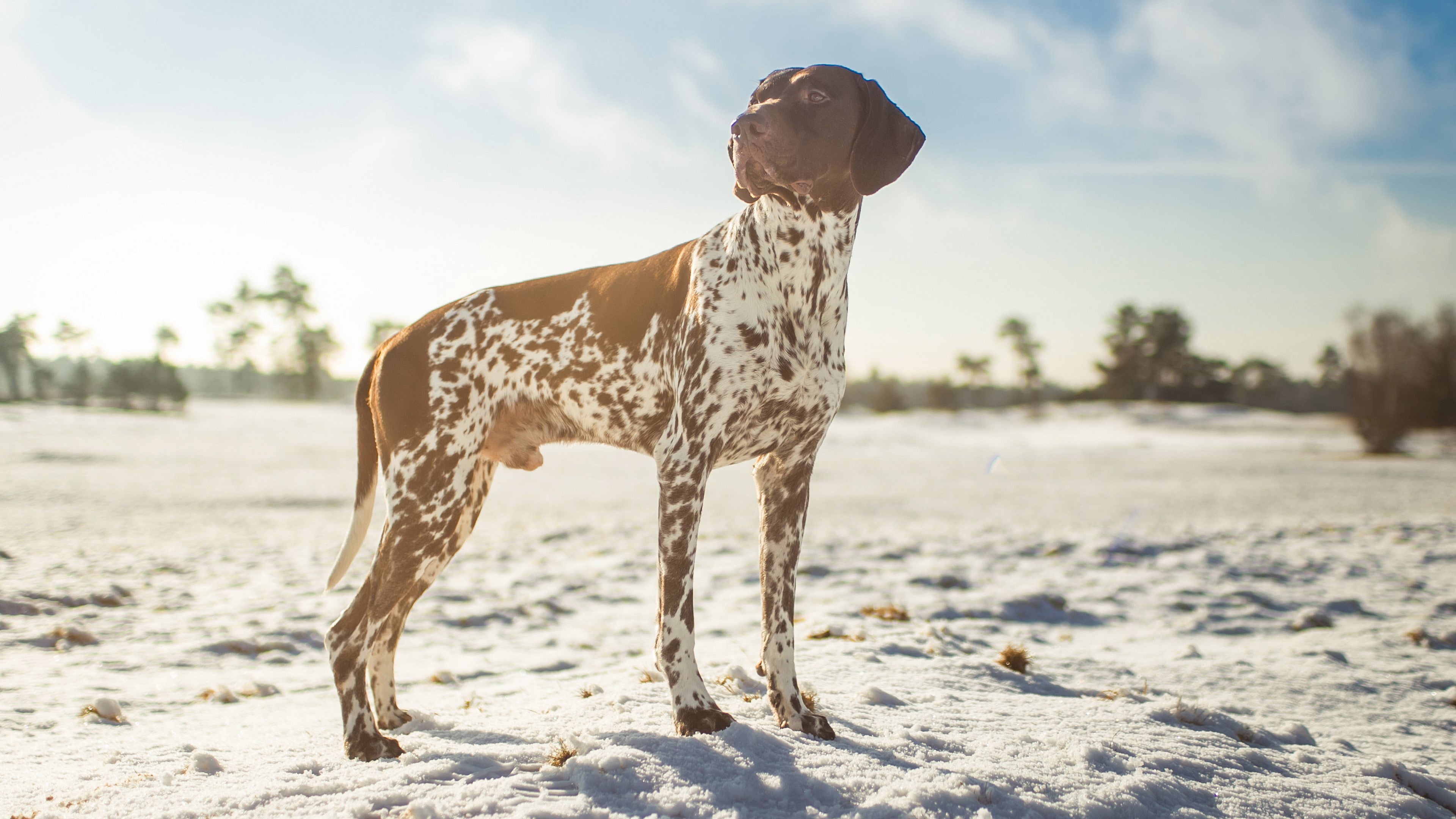 animal themes, real people, sky, domestic, standing, animal, one animal, full length, mammal, pets, nature, domestic animals, outdoors, german shorthaired pointer dog picture, HD Wallpaper