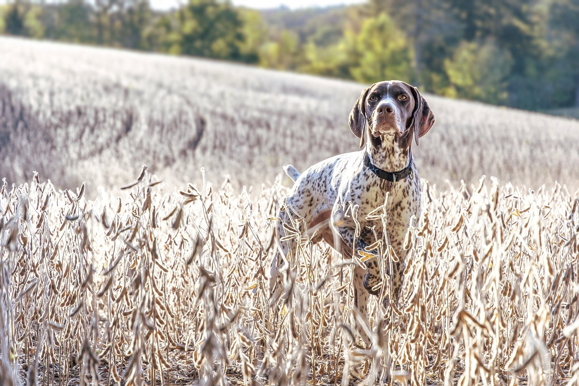 German Shorthaired Pointer, Field, Summer, Dogs, Pet, Depth Of Field, Dog, 1080P, HD Wallpaper