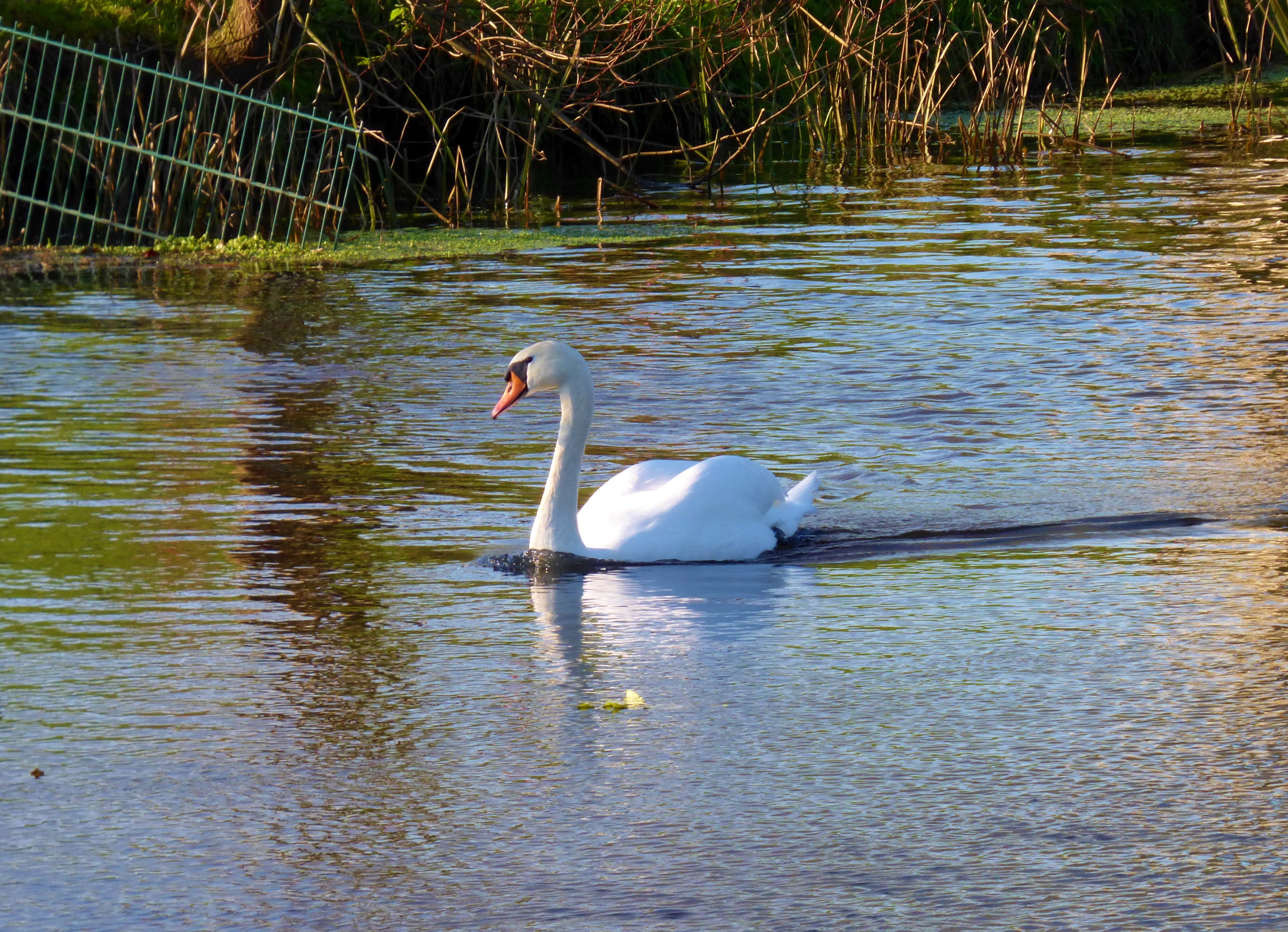 animal themes, no people, animals, waterfront, swimming, lake, white color, mute swan, bird, animal wildlife, swan, day, waterfowl, 4K, gracefully, water, HD Wallpaper