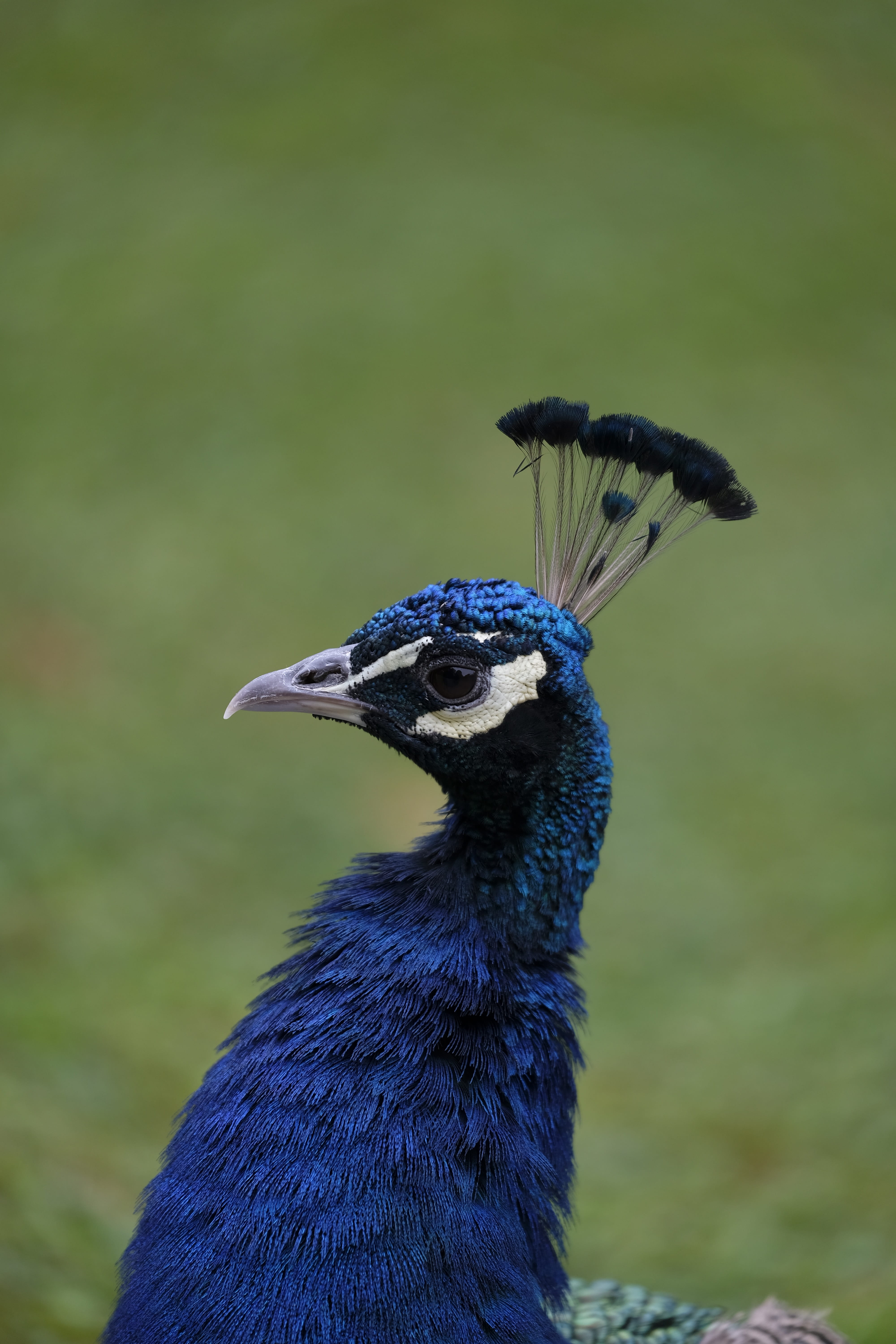 focus on foreground, gracefully, 5K, elegant, field, bird, beauty in nature, looking, animal, head, nature, blue, one animal, vertebrate, animal themes, Phone HD Wallpaper