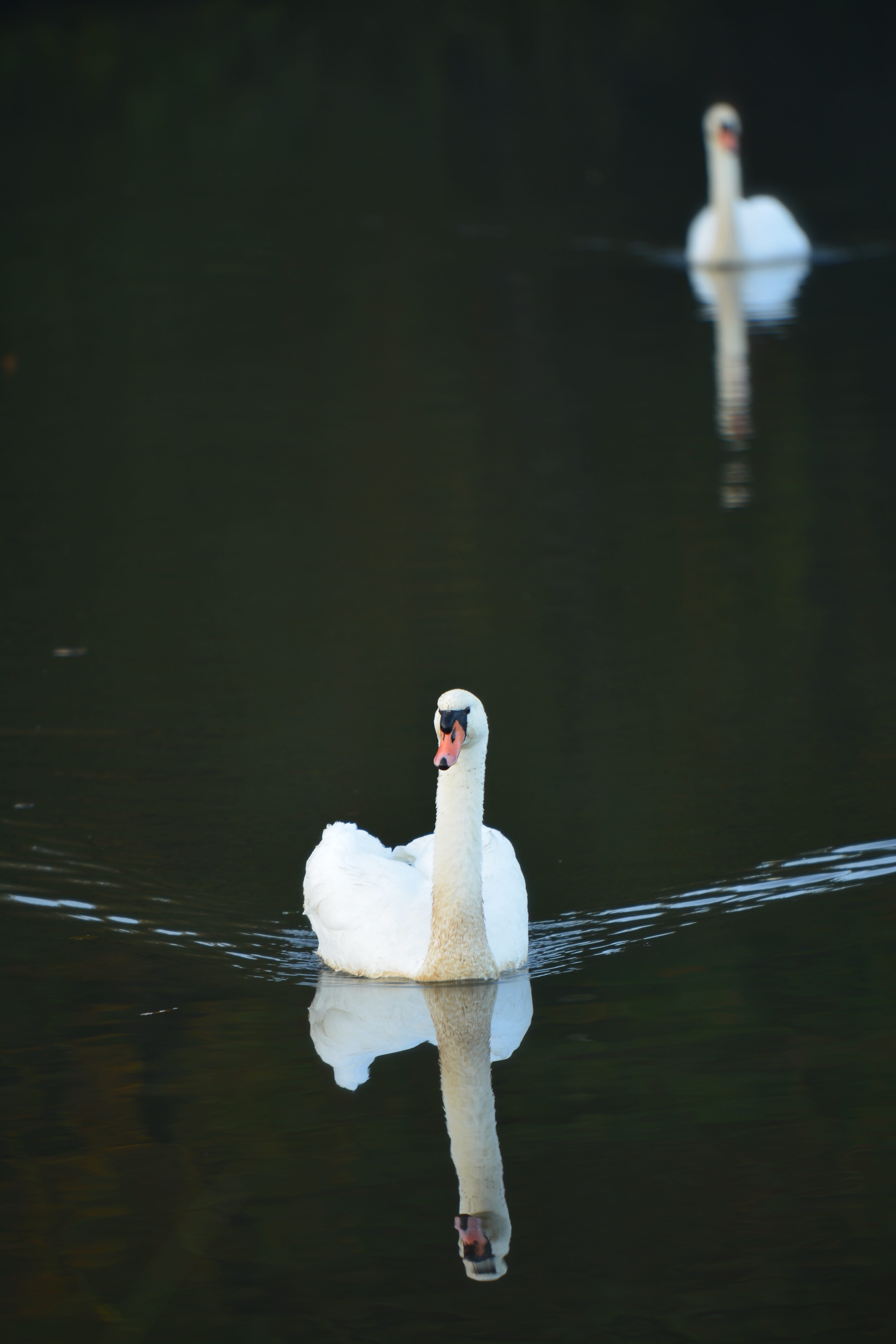 animal, 5K, no people, waterfront, nature, vertebrate, bird, water bird, water, reflection, white color, nature reserve, swan, animal themes, one animal, Phone HD Wallpaper