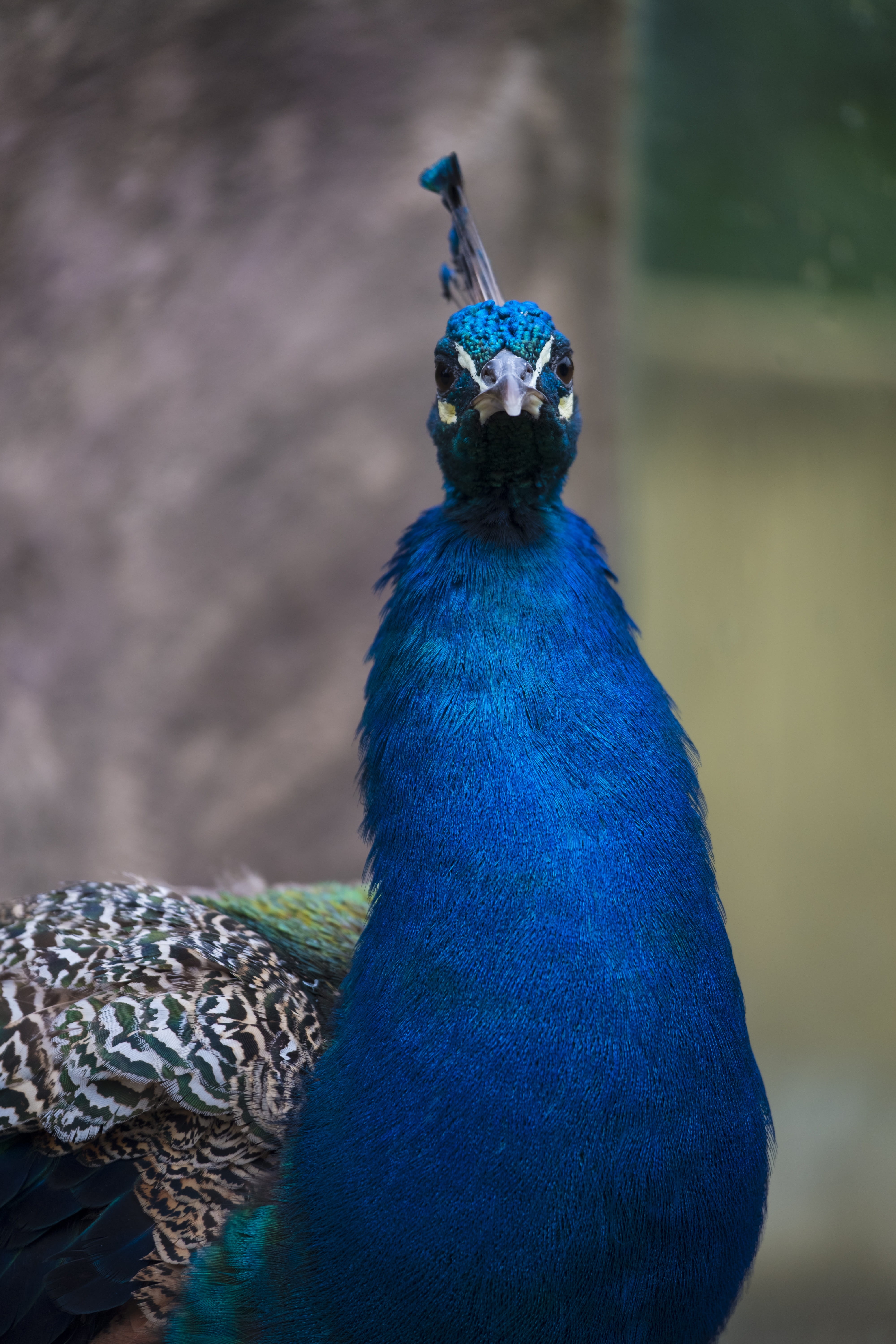 outdoors, animal, nature, blue, animals crest, one animal, vertebrate, animals in the wild, turquoise colored, feather, zoo, head, bird, focus on foreground, Phone HD Wallpaper