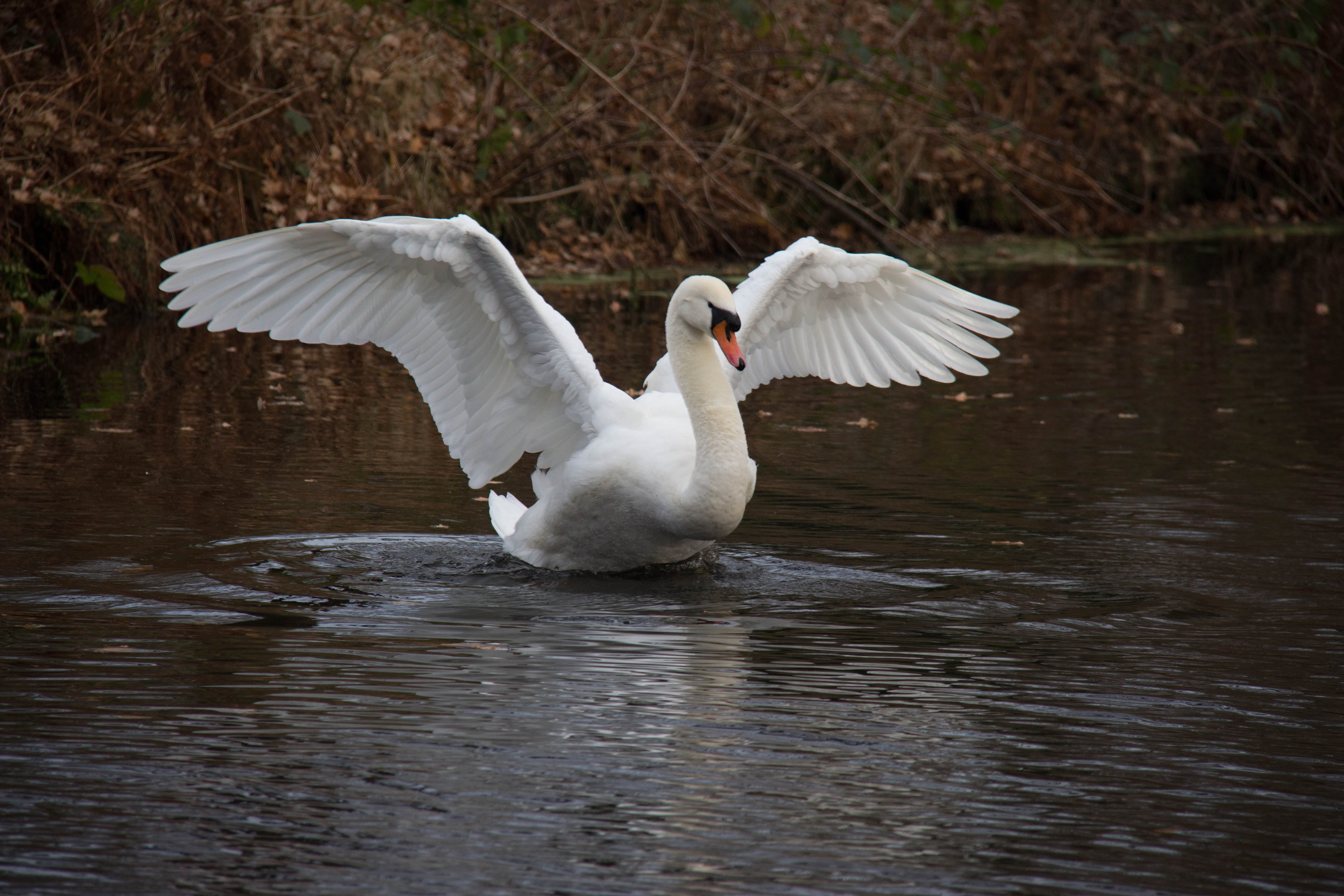 whooper swan, swan, flying, animals, nature, white color, animal, beauty in nature, one animal, gracefully, lake, bird, day, flapping, animal wildlife, HD Wallpaper