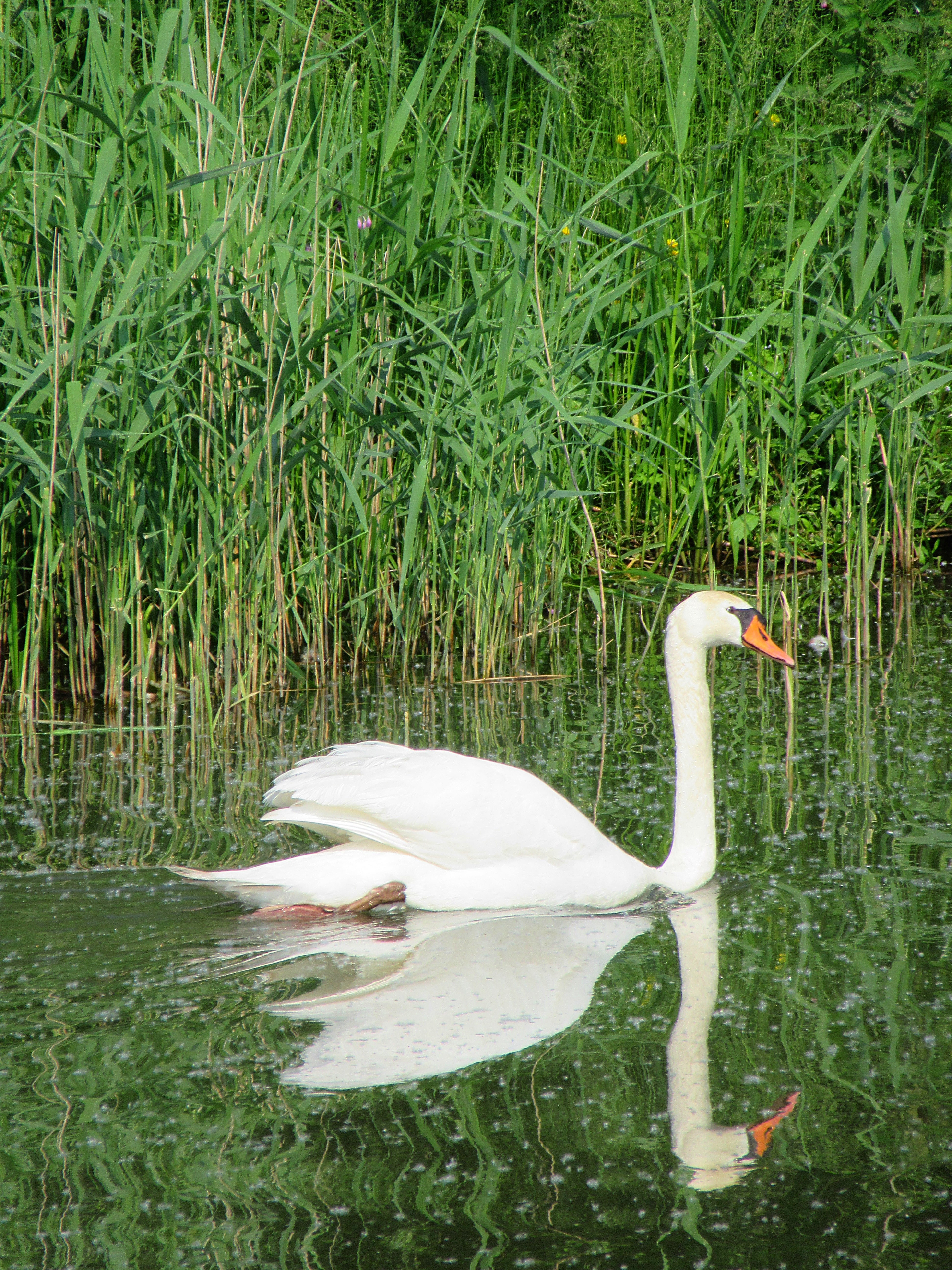 bird, outdoors, waterfront, animals in the wild, one animal, wildlife, water, cygnet, day, swimming, lake, animal, plant, reflection, animal neck, pond, Phone HD Wallpaper