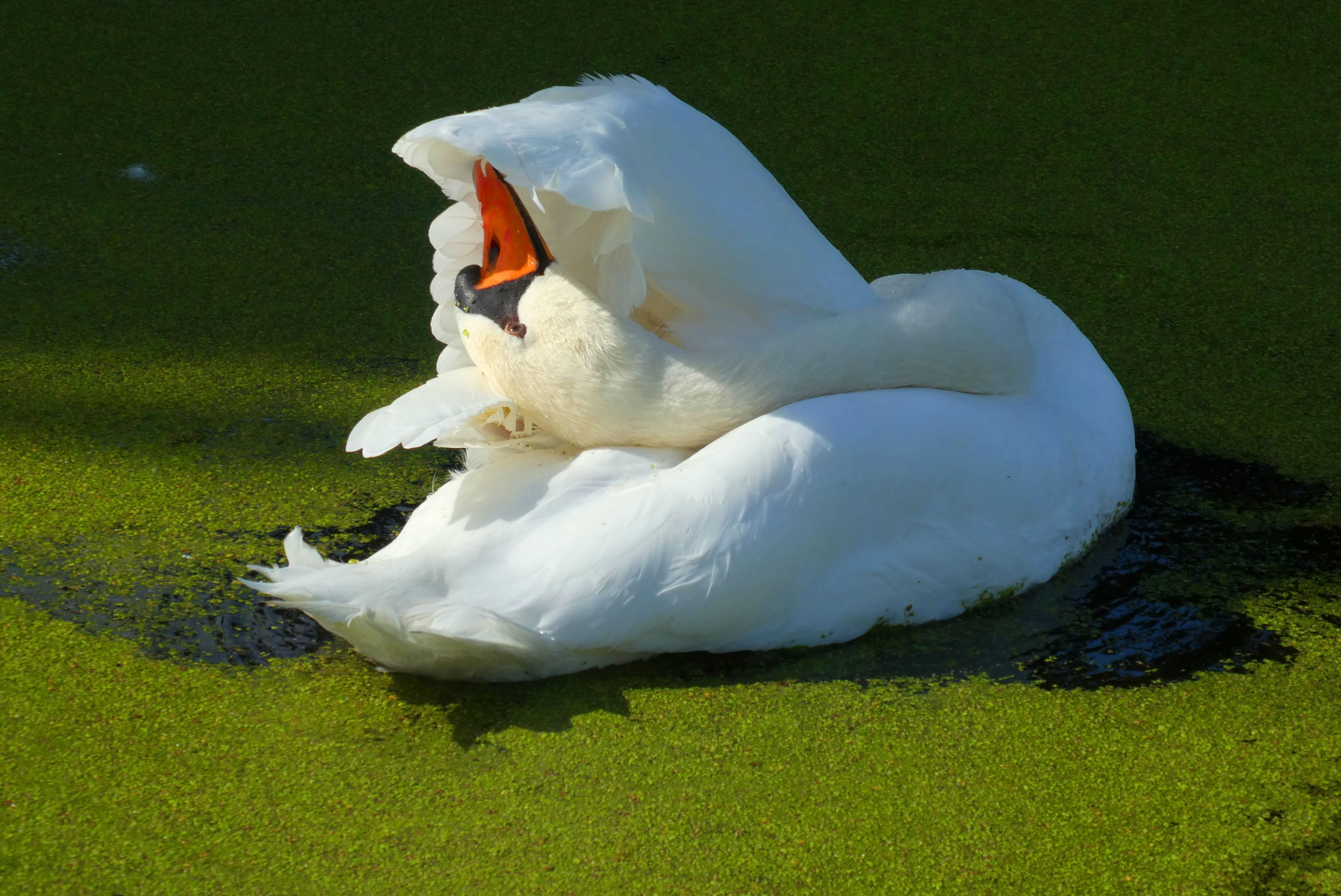 water, gracefully, one animal, grass, animal themes, wings, peck, day, swimming, wash, high angle view, white color, nature, lake, float, vertebrate, beak, HD Wallpaper