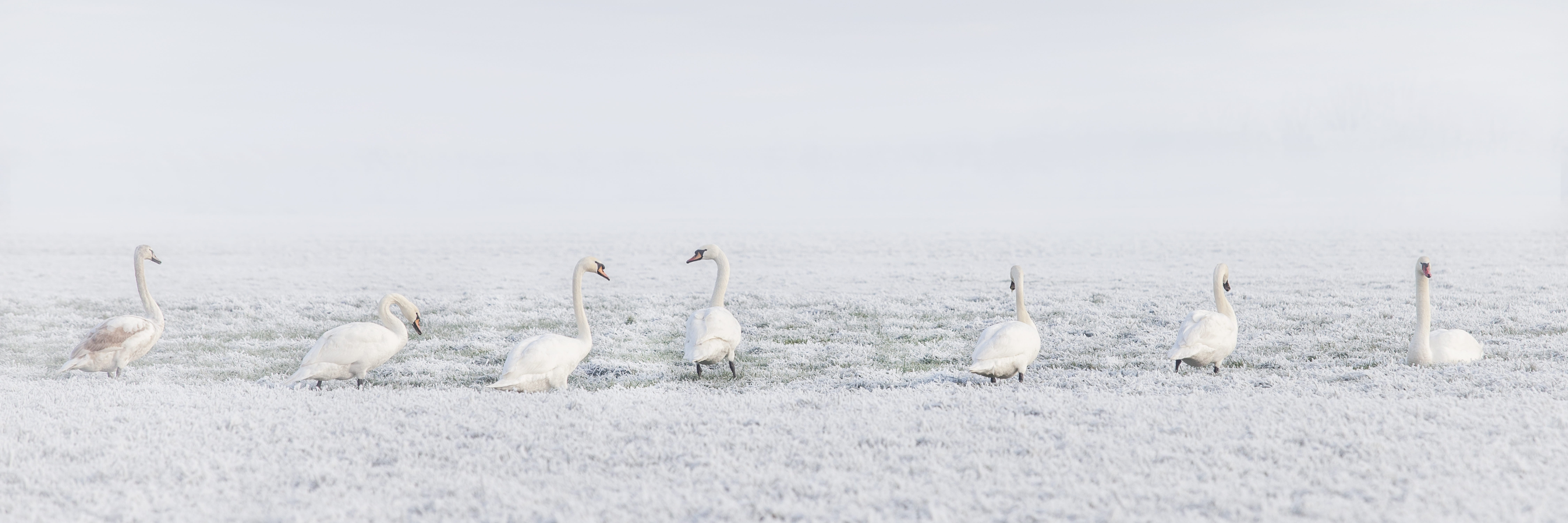 environment, seven, pasture, animals, animals in the wild, white color, ice, 8K, animal, white, no people, nature, animal family, animal themes, land, HD Wallpaper