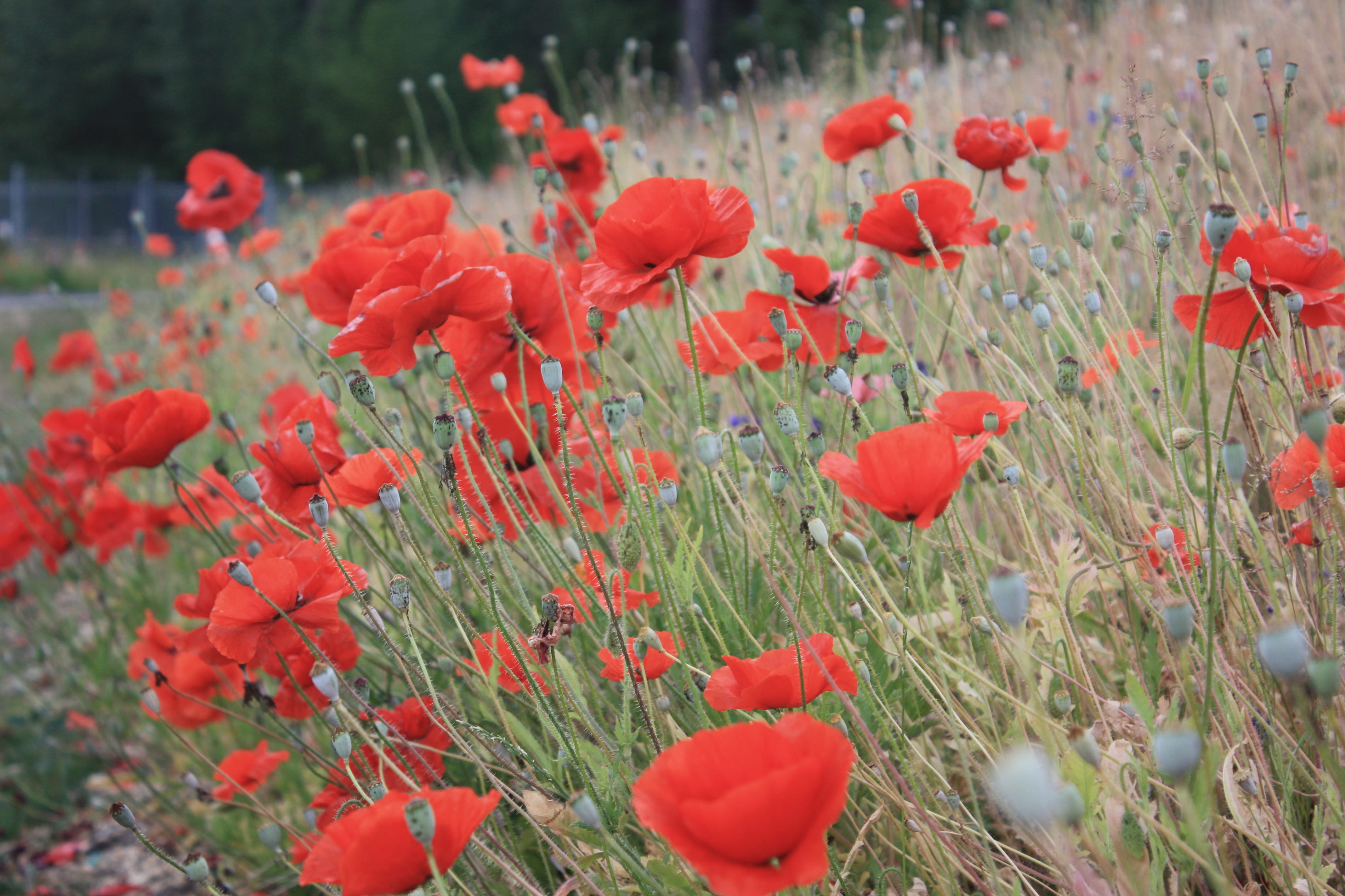 northvancouver, grass, inflorescence, fragility, flowering plant, plant, close-up, canada, vancity, beauty in nature, poppy, nature, vulnerability, petal, HD Wallpaper