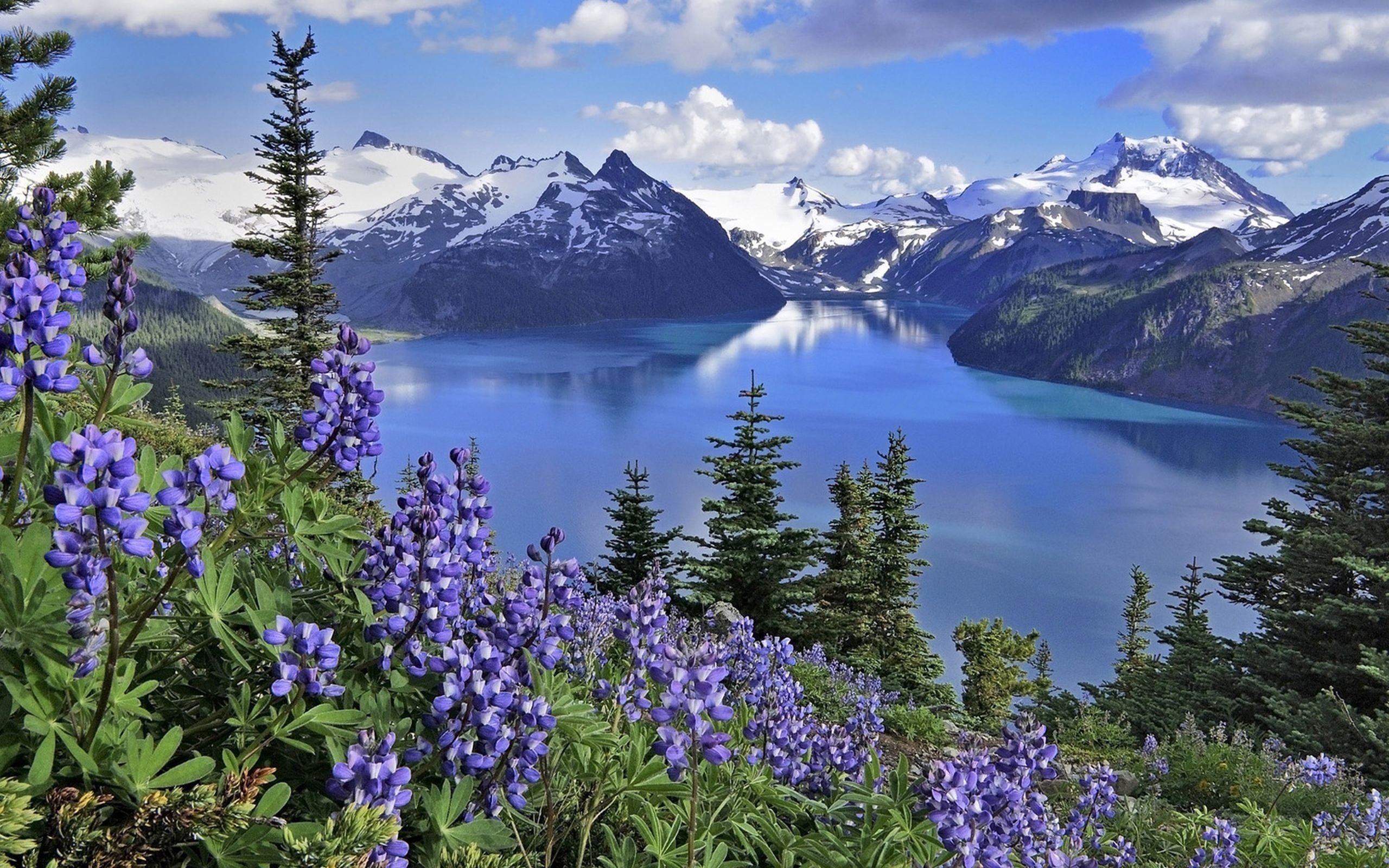 tourism, panoramic, idyllic, mountain Peak, snow, snowcapped mountain, tranquility, landscape, springtime, mountain Range, summer, mountains, scenics, lupine, HD Wallpaper