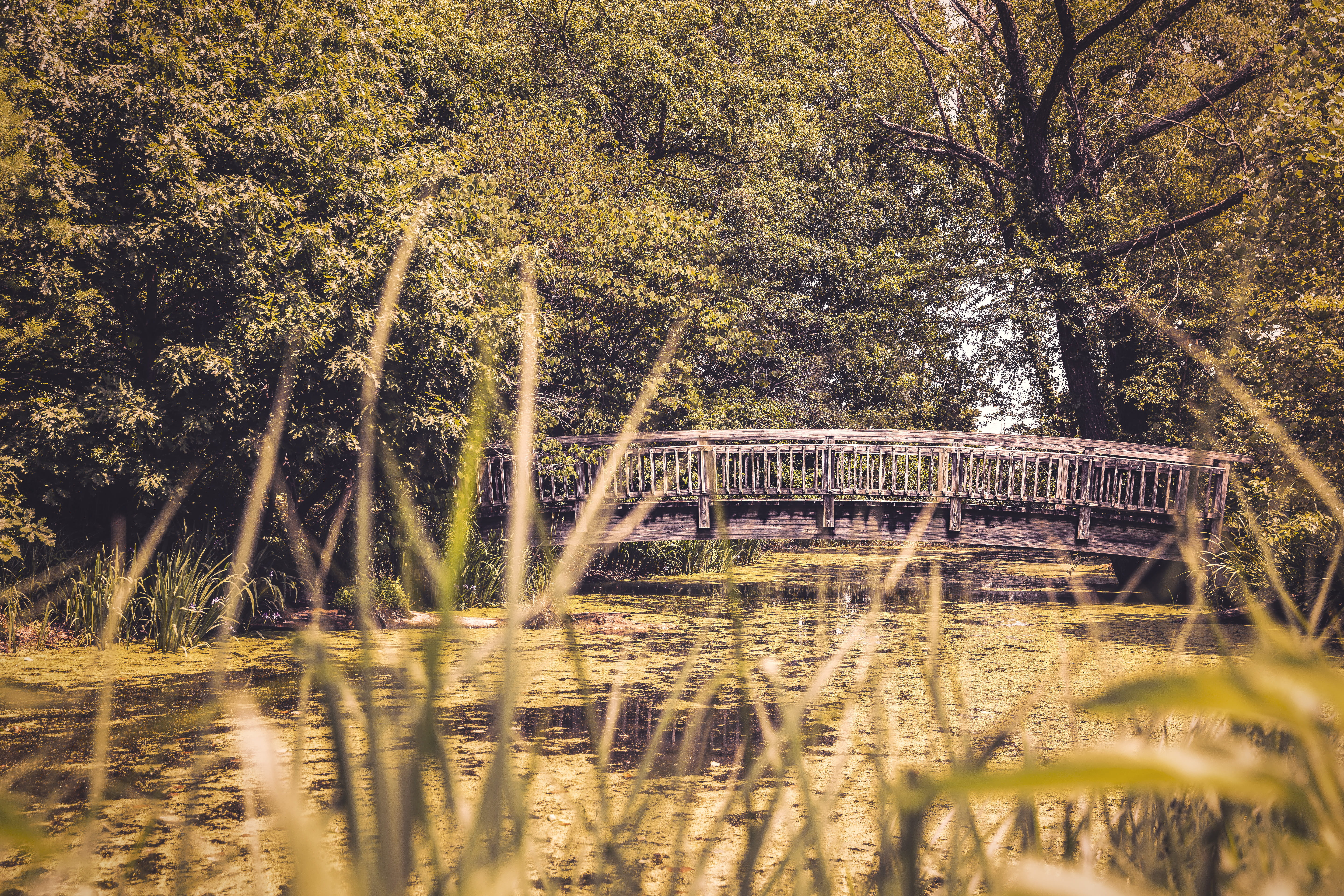 lake, 5K, dock, forest, tranquility, water, gray, growth, peaceful, pond, trees, still, photo, tranquil Scene, leafed, person, beauty in nature, wisconsin, HD Wallpaper