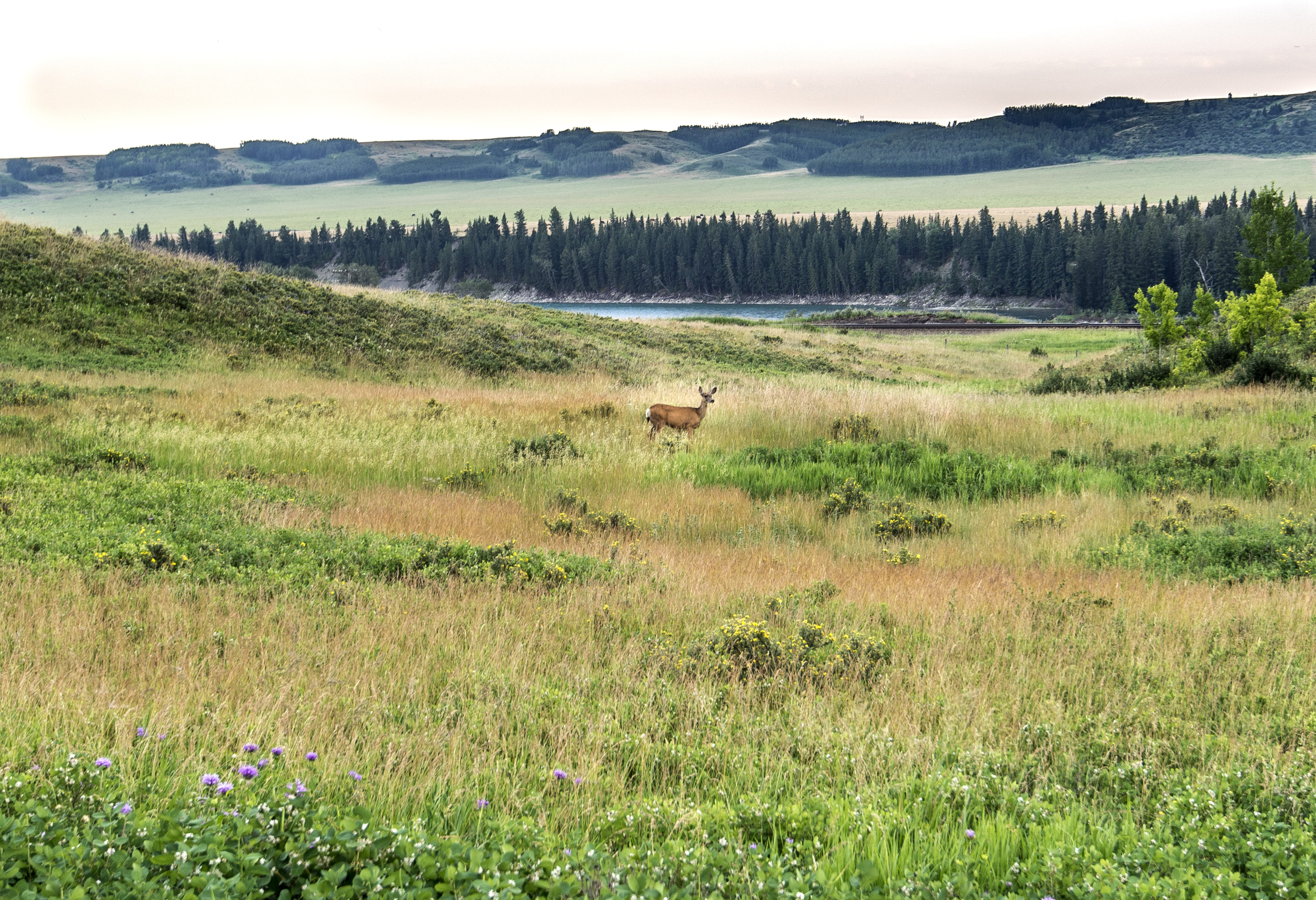 environment, plant, wild, animal, wildlife, vertebrate, landscape, 5K, animal themes, tranquility, glenbow ranch provincial park, outdoor, no people, field, HD Wallpaper