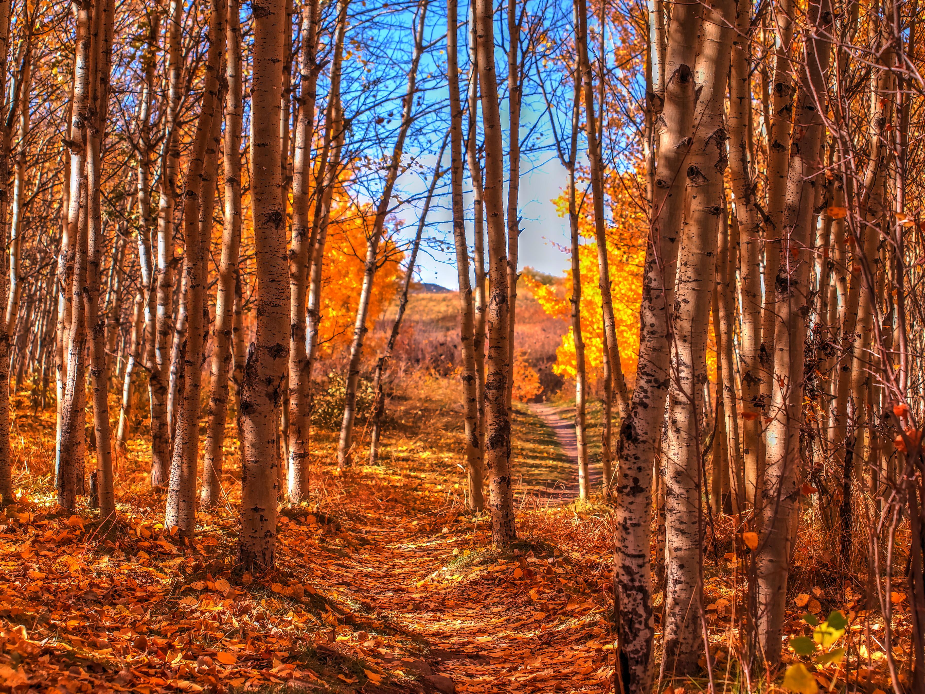 orange Color, forest, beauty In Nature, photography, Hike, gold Colored, woodland, landscape, tree, yellow, Canada, autumn, Cougar  Ridge, sunlight, scenics, HD Wallpaper