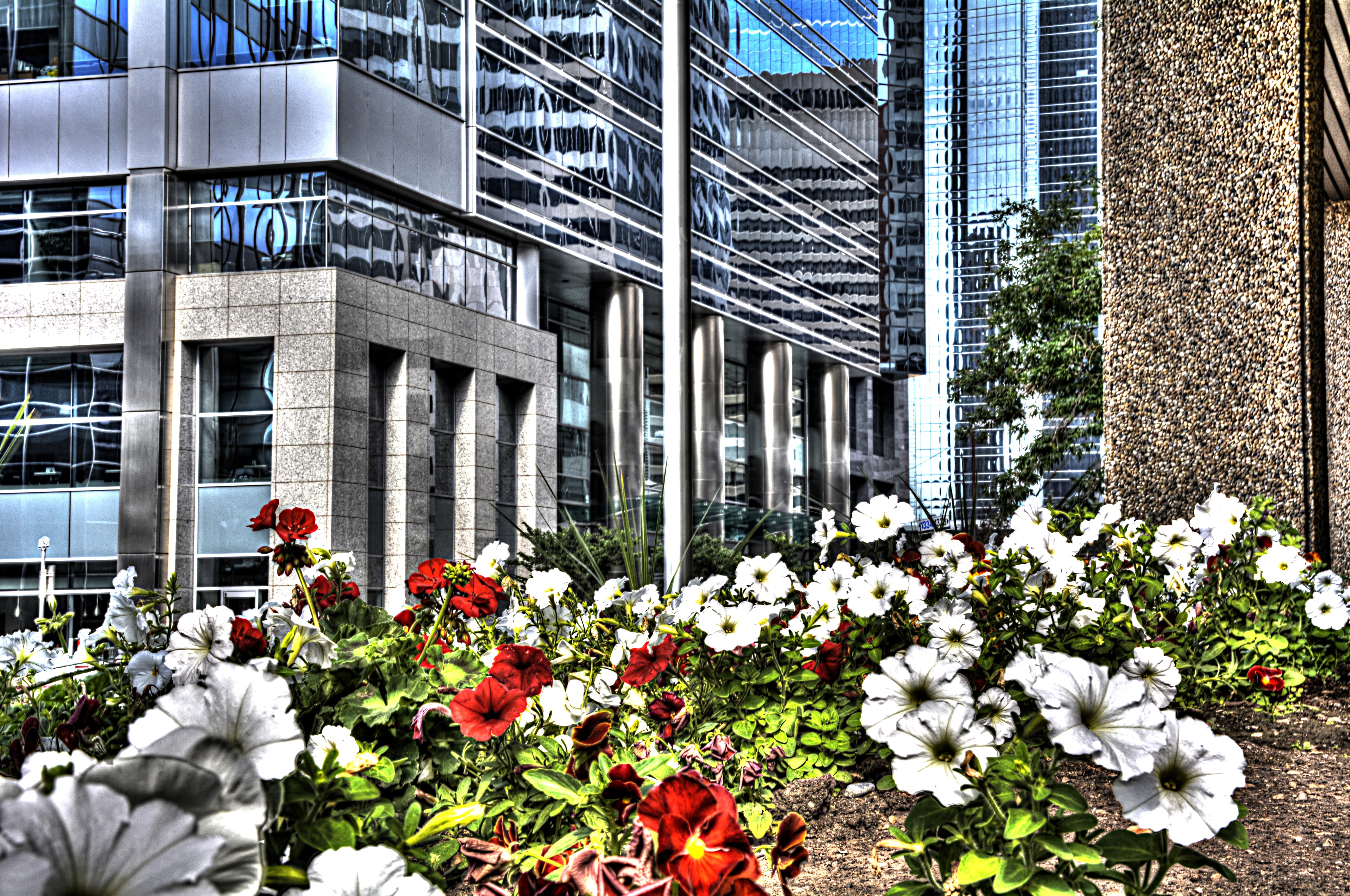 city, 5K, no people, fragility, day, plant, calgary, alberta, flowerbed, beauty in nature, building exterior, architecture, office building exterior, flowering plant, HD Wallpaper
