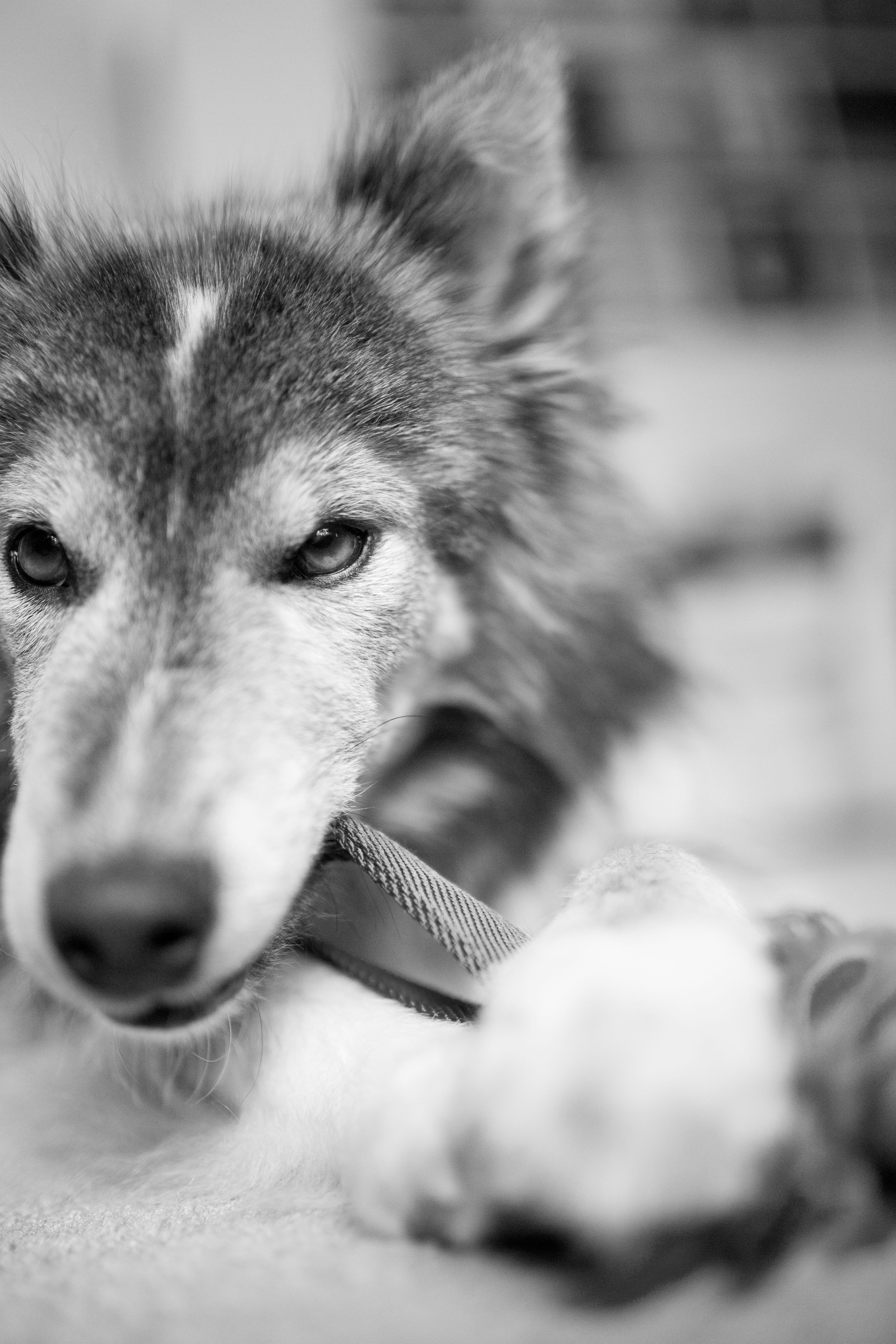 selective focus, looking, dog, pet portrait, domestic, looking at camera, domestic animals, 5K, close-up, one animal, indoors, animal body part, vertebrate, Phone HD Wallpaper