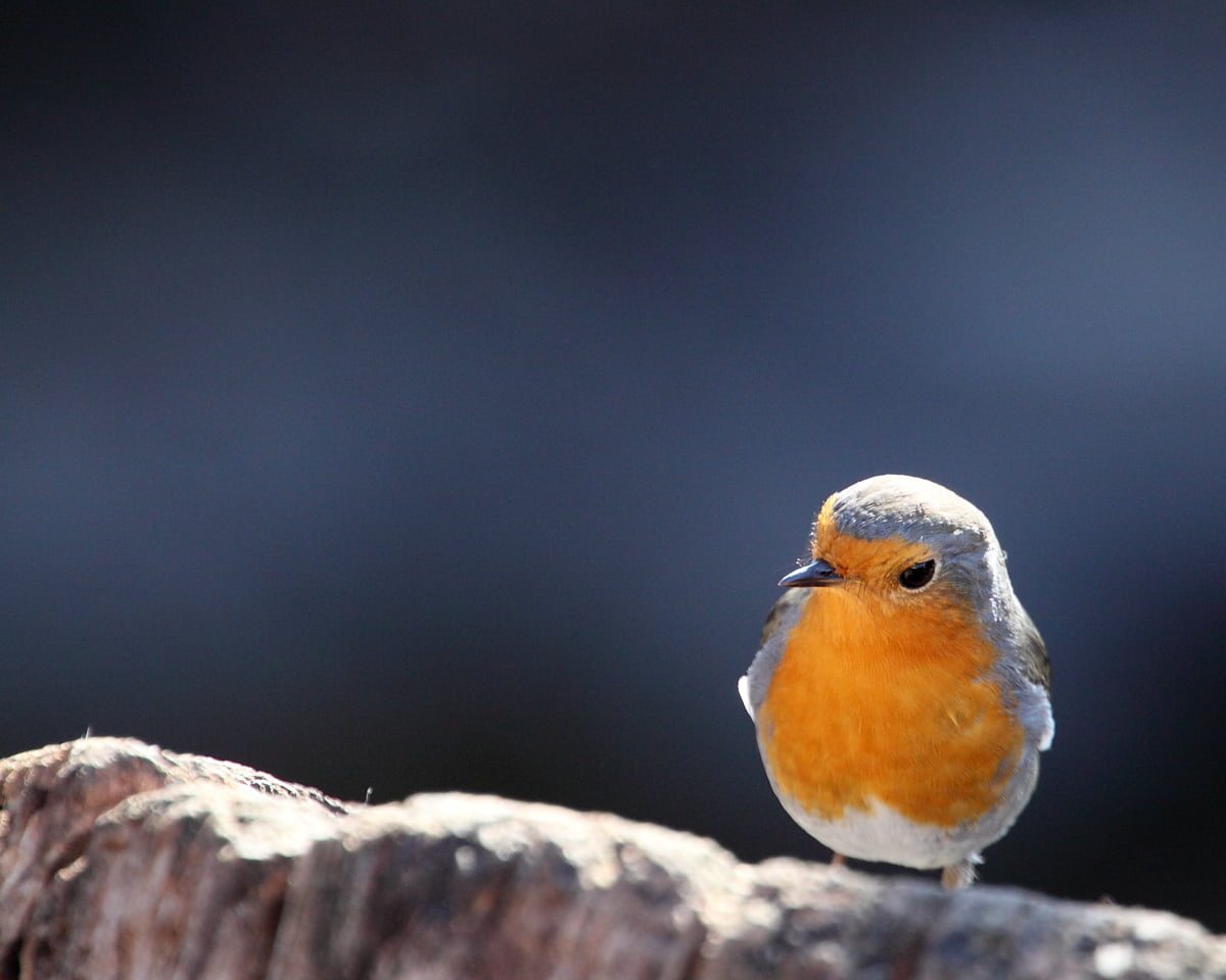 gear, me  my, wildlife, animal, bird, American Robin, branch, robin, 480P, american, tree, outdoors, friend of mine, premium, nature, beak, HD Wallpaper