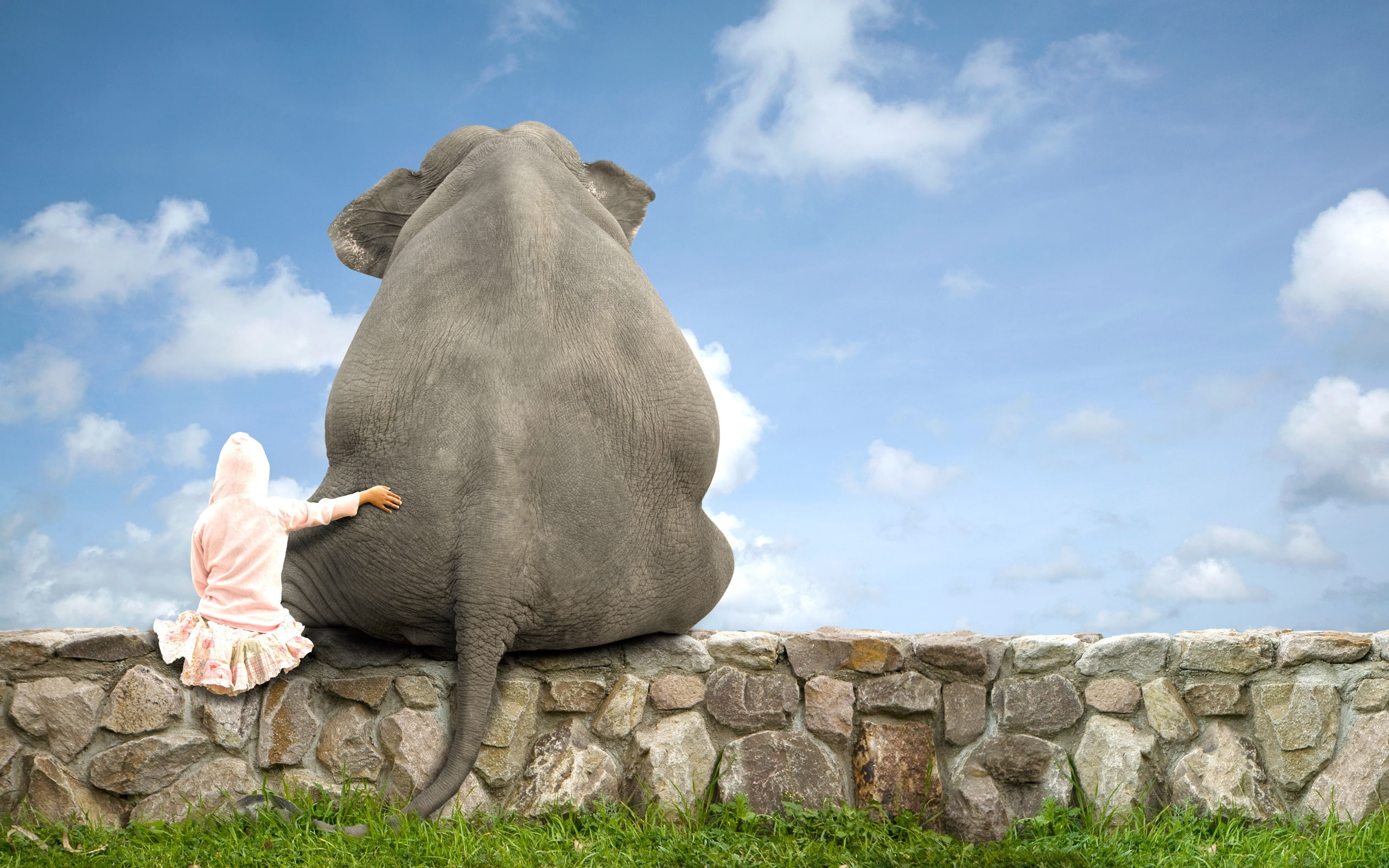 elephant, friend, 2K, HD Wallpaper