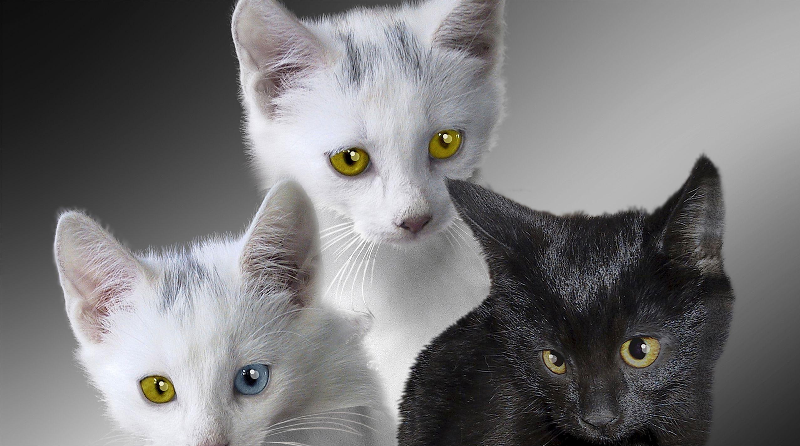 1080P, kitten, friends, animals, sweet, feline, HD Wallpaper