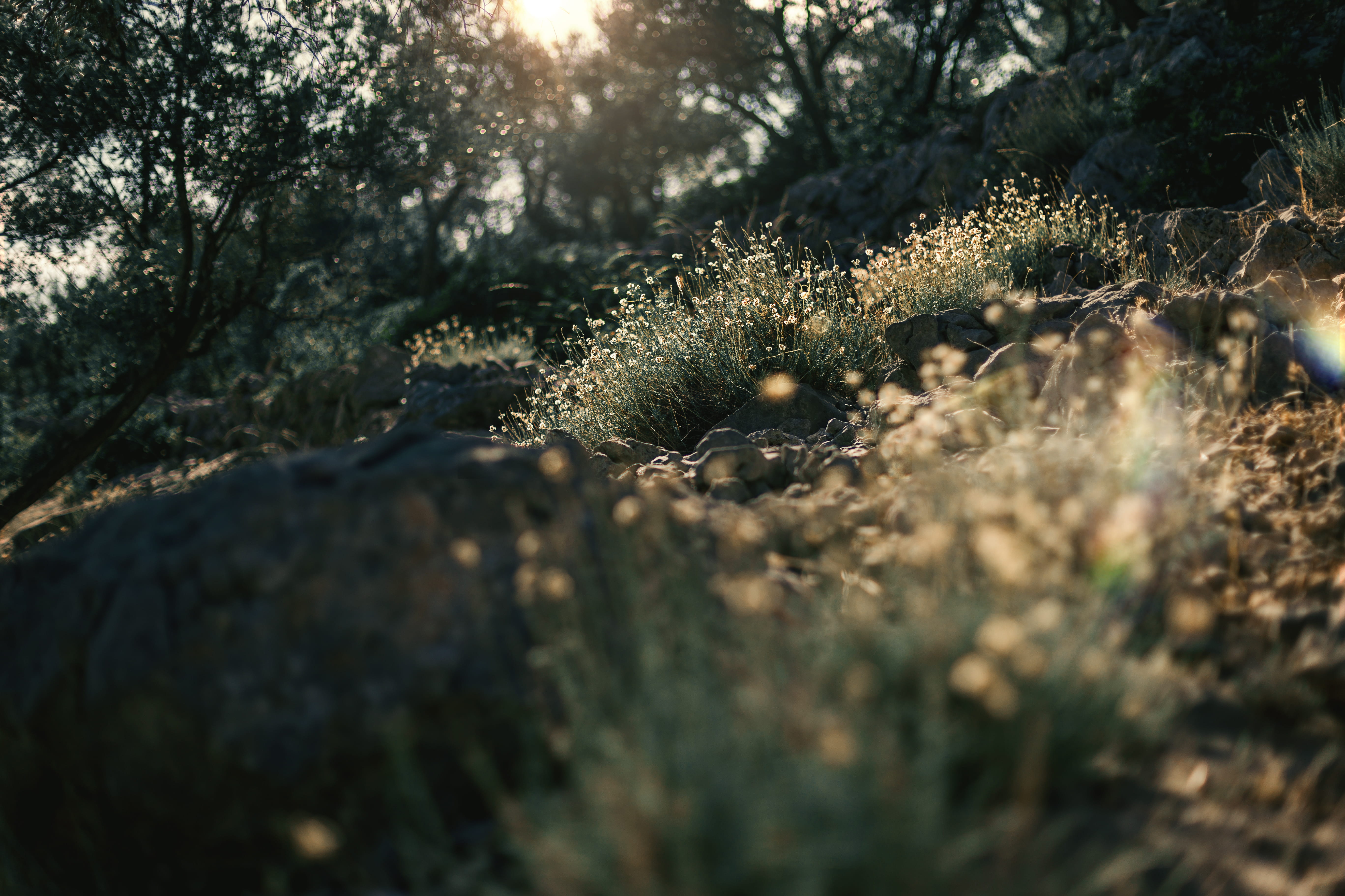 close-up, selective focus, nature, beauty in nature, growth, lens flare, bokeh, focus on foreground, plant, sunflake, lensflare, sun, grass, 5K, moss, HD Wallpaper
