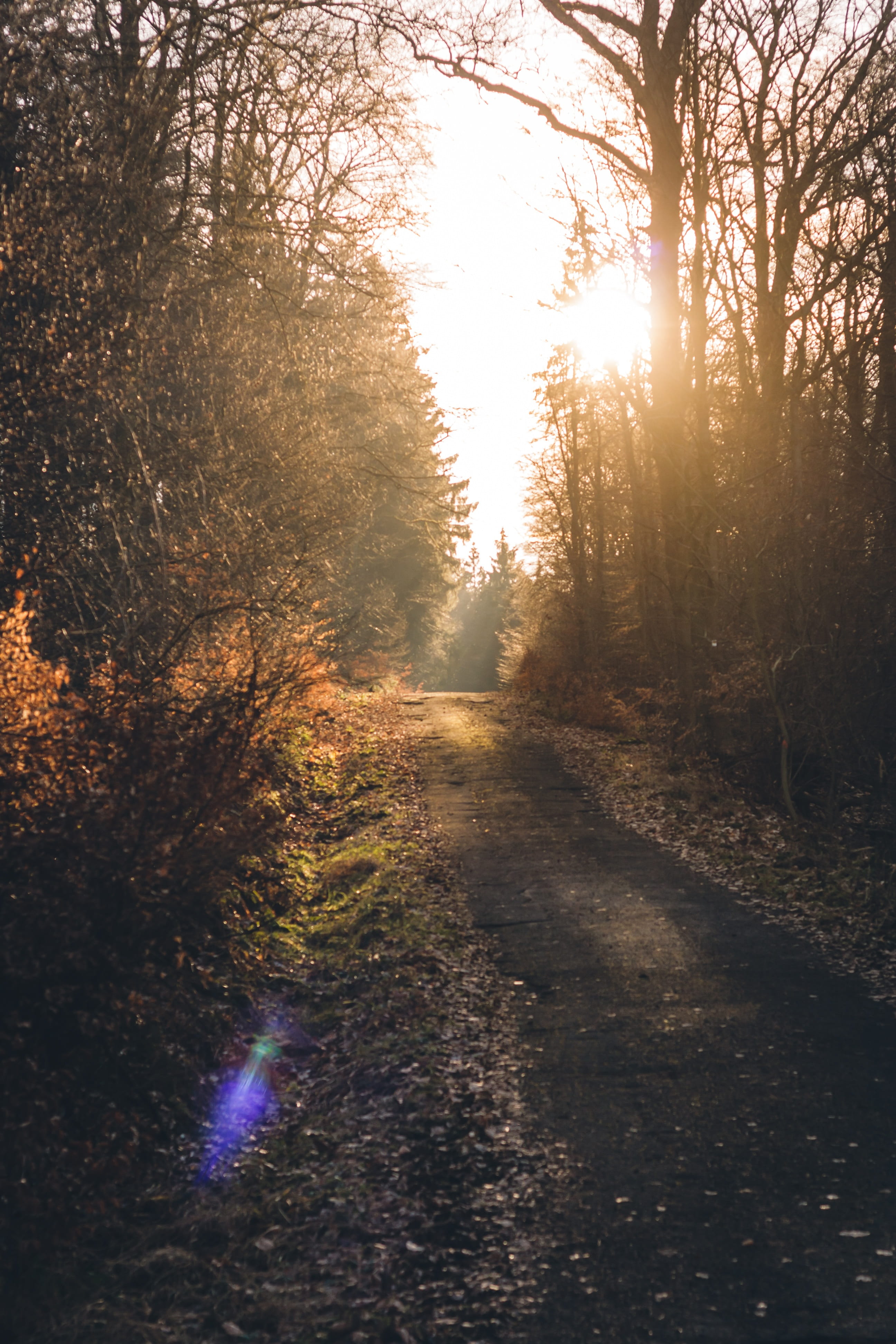 growth, path, tranquil scene, forest, the way forward, trail, leaves, lens flare, forest path, sunlight, outdoors, sun, tree, 4K, mystical, tranquility, Phone HD Wallpaper