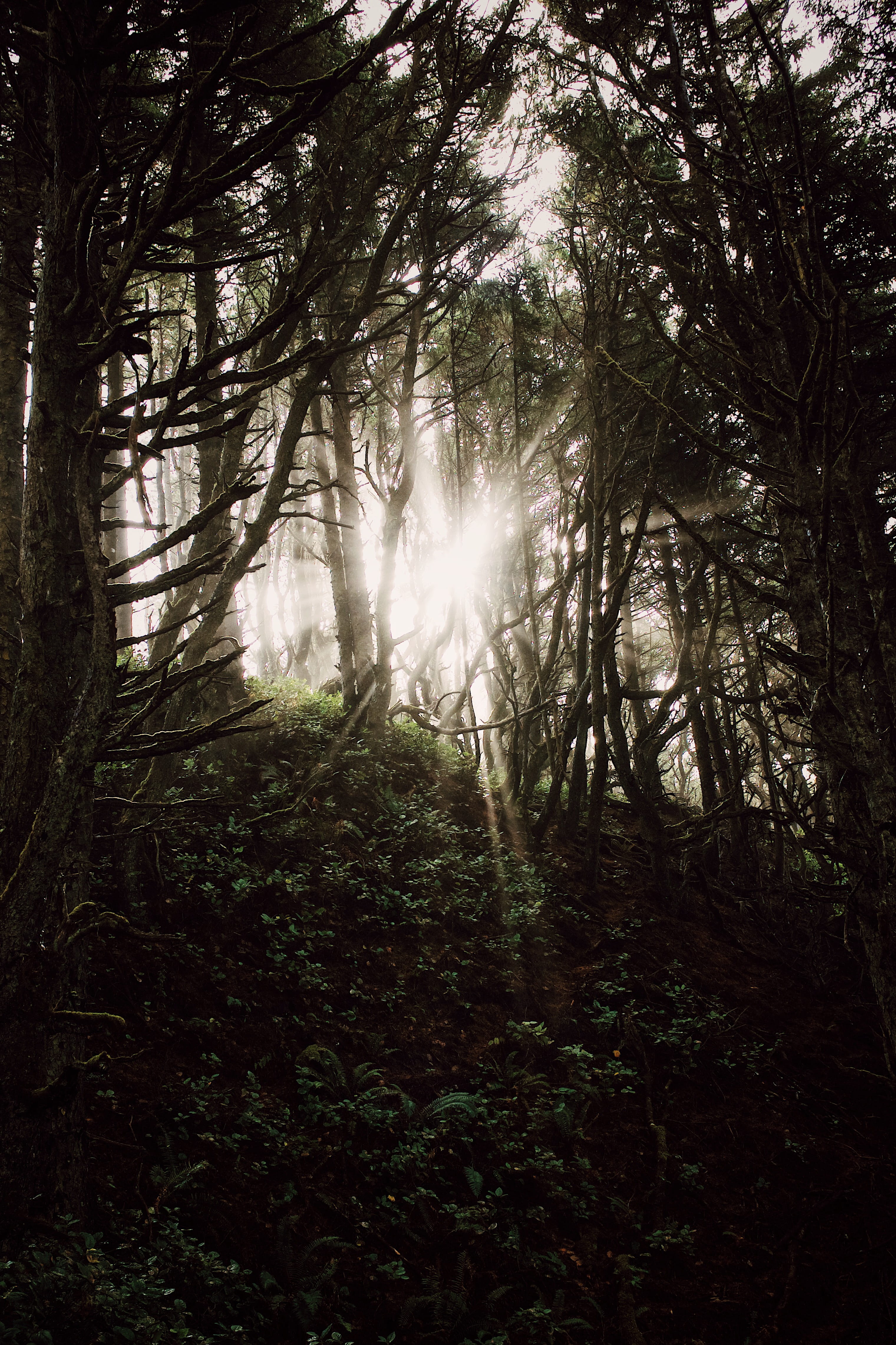 beauty in nature, fog, vegetation, flare, plant, branches, pacific city thousand trails, foliage, brown, 4K, wood, sunlight, sunburst, forest, tree trunk, Phone HD Wallpaper