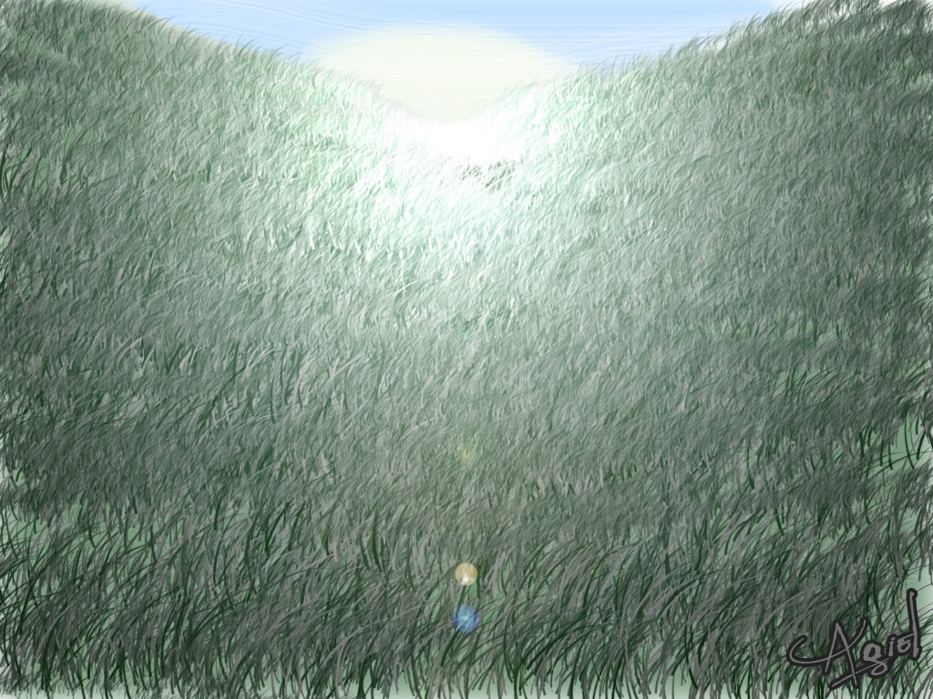 Grass With Lensflare, scenics - nature, land, HD, nature, 480P, sunrise, outdoors, grass, plant, field, sea, beauty in nature, environment, green color, HD Wallpaper