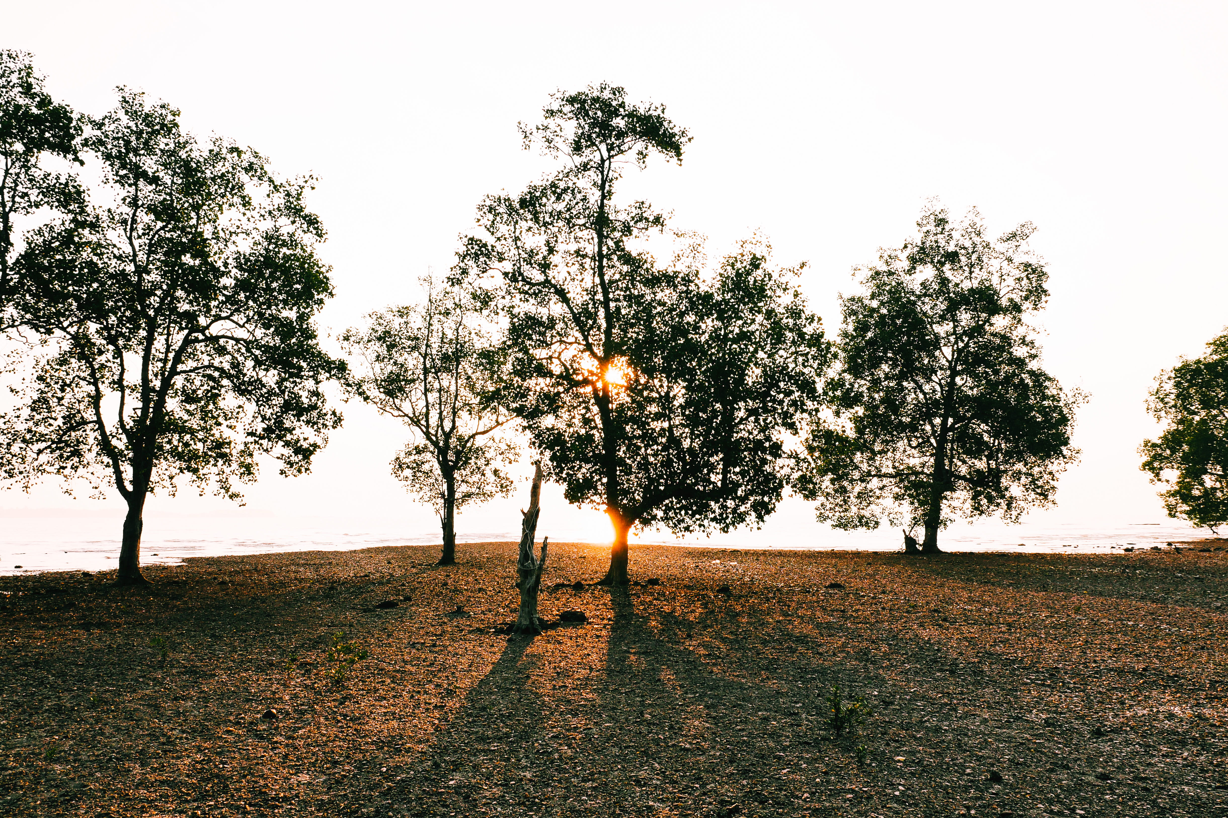 land, grass, 4K, landscape, trees, hope, travel, sun, day, beauty in nature, ko lanta district, flare, field, tree, clear sky, sky, tranquil scene, lensflare, HD Wallpaper