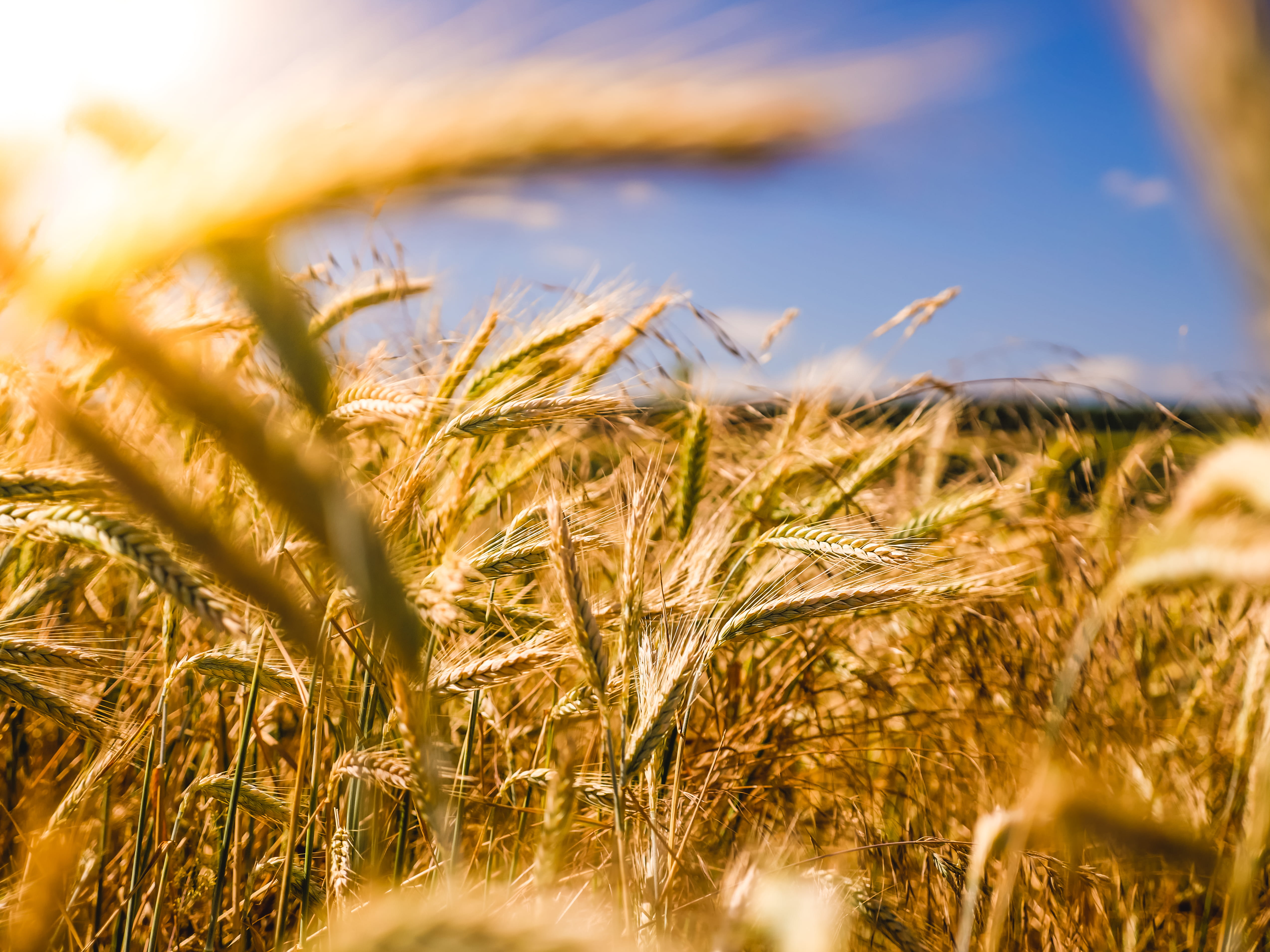 agriculture, beauty in nature, outdoors, no people, summer feeling, lens flare, close, farming, photo, nature, 4K, lensflare, abundance, close-up, rural scene, HD Wallpaper