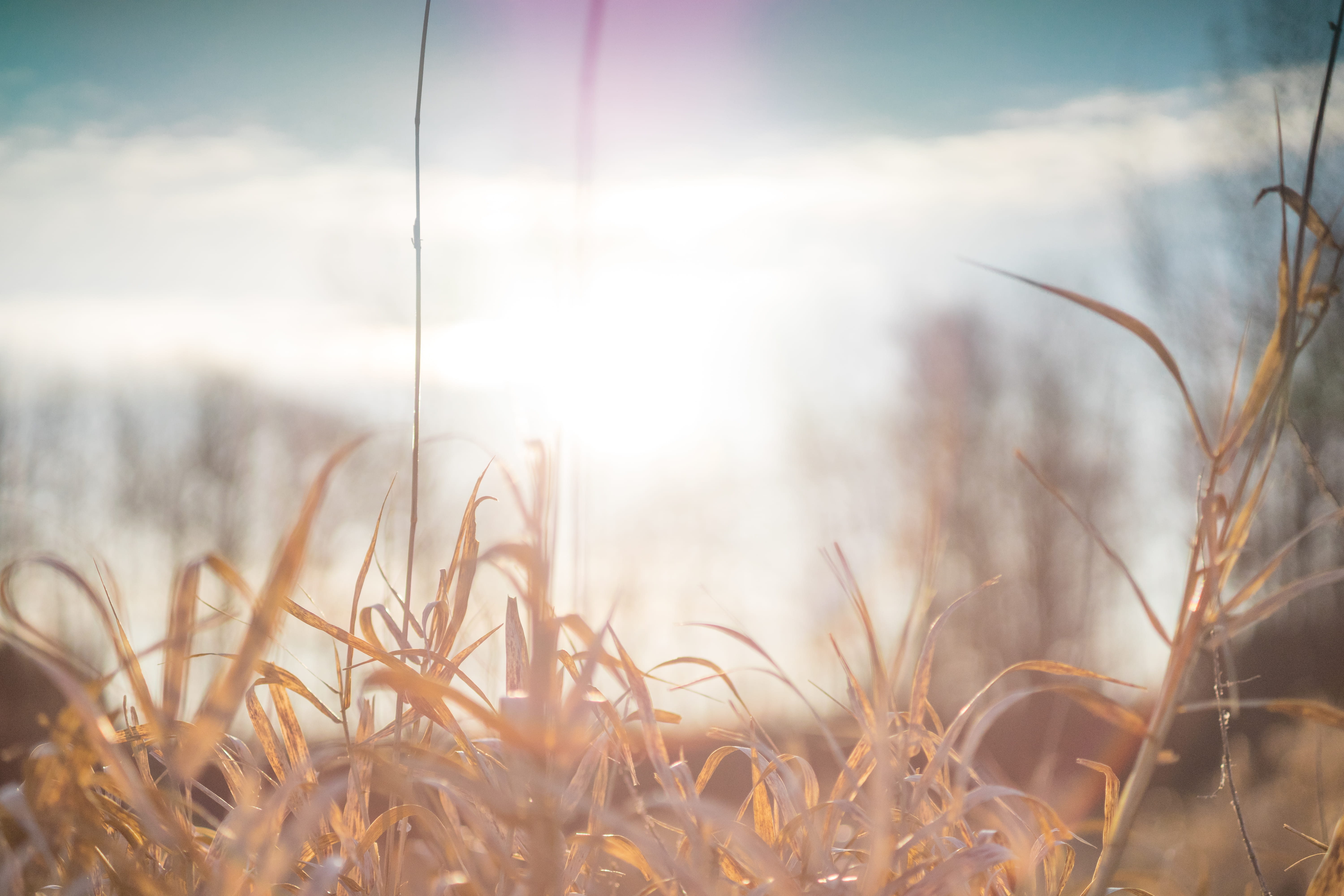 land, close-up, sunlight, day, focus on foreground, lens flare, nature, no people, selective focus, winter, tranquil scene, beauty in nature, 5K, grasses, HD Wallpaper