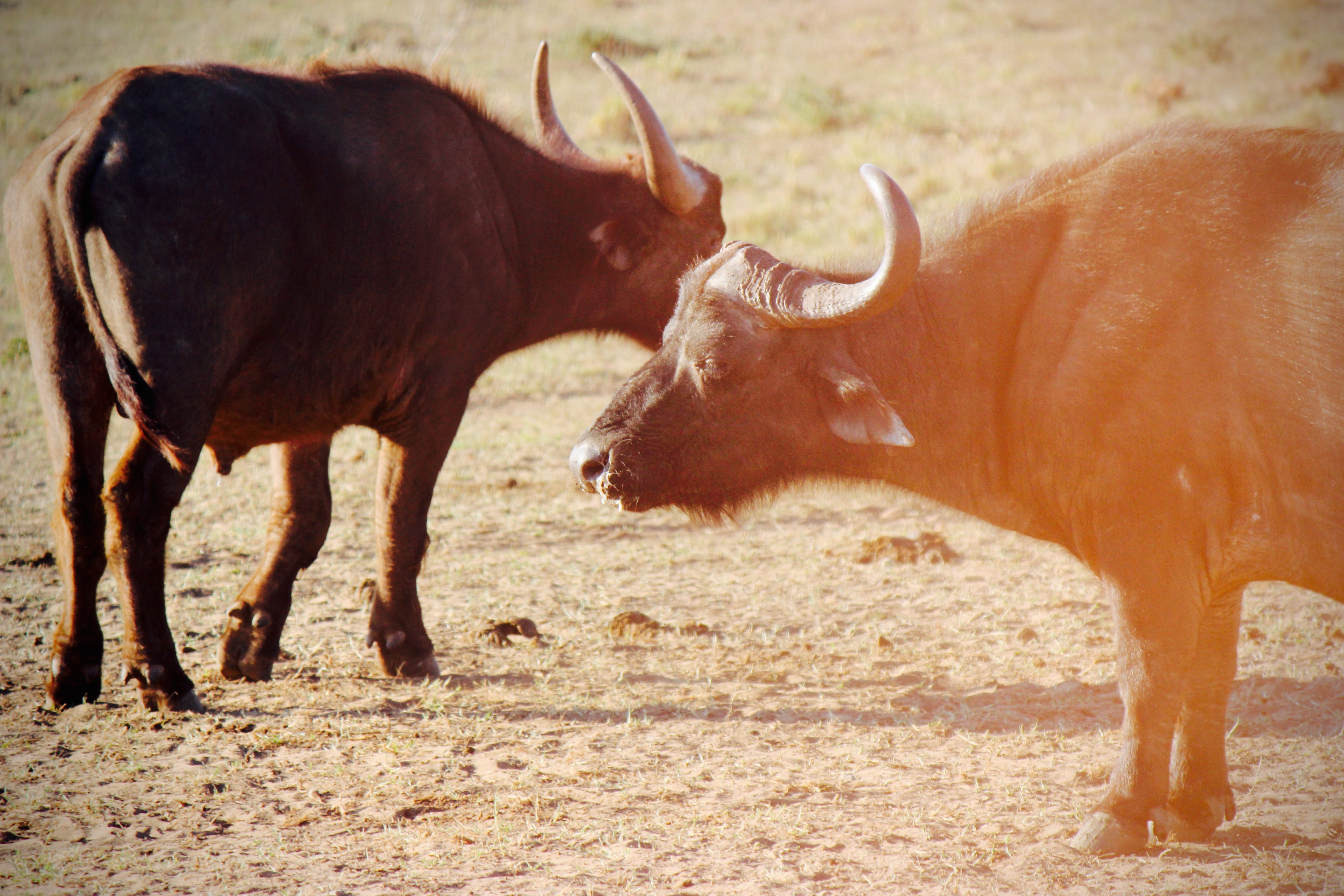 vertebrate, south africa, cow, wild, no people, lensflare, orange, addo, two animals, sun, lens, color, field, animal themes, nature, safari, animals in the wild, HD Wallpaper