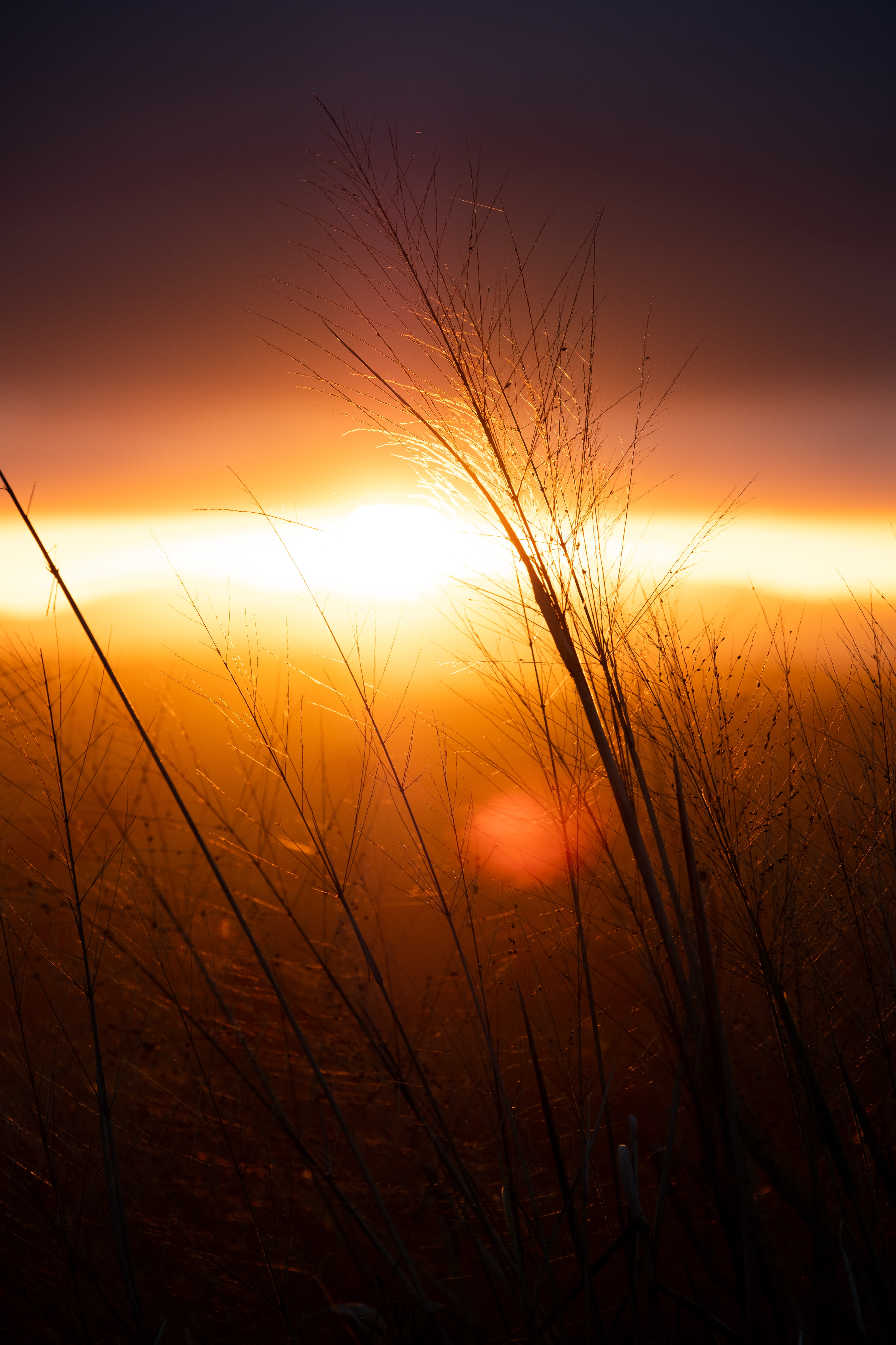golden light, grain, non-urban scene, growth, landscape, no people, plant, sky, golden hour, tranquil scene, romantic sky, flare, silhouette, field, dawn, Phone HD Wallpaper