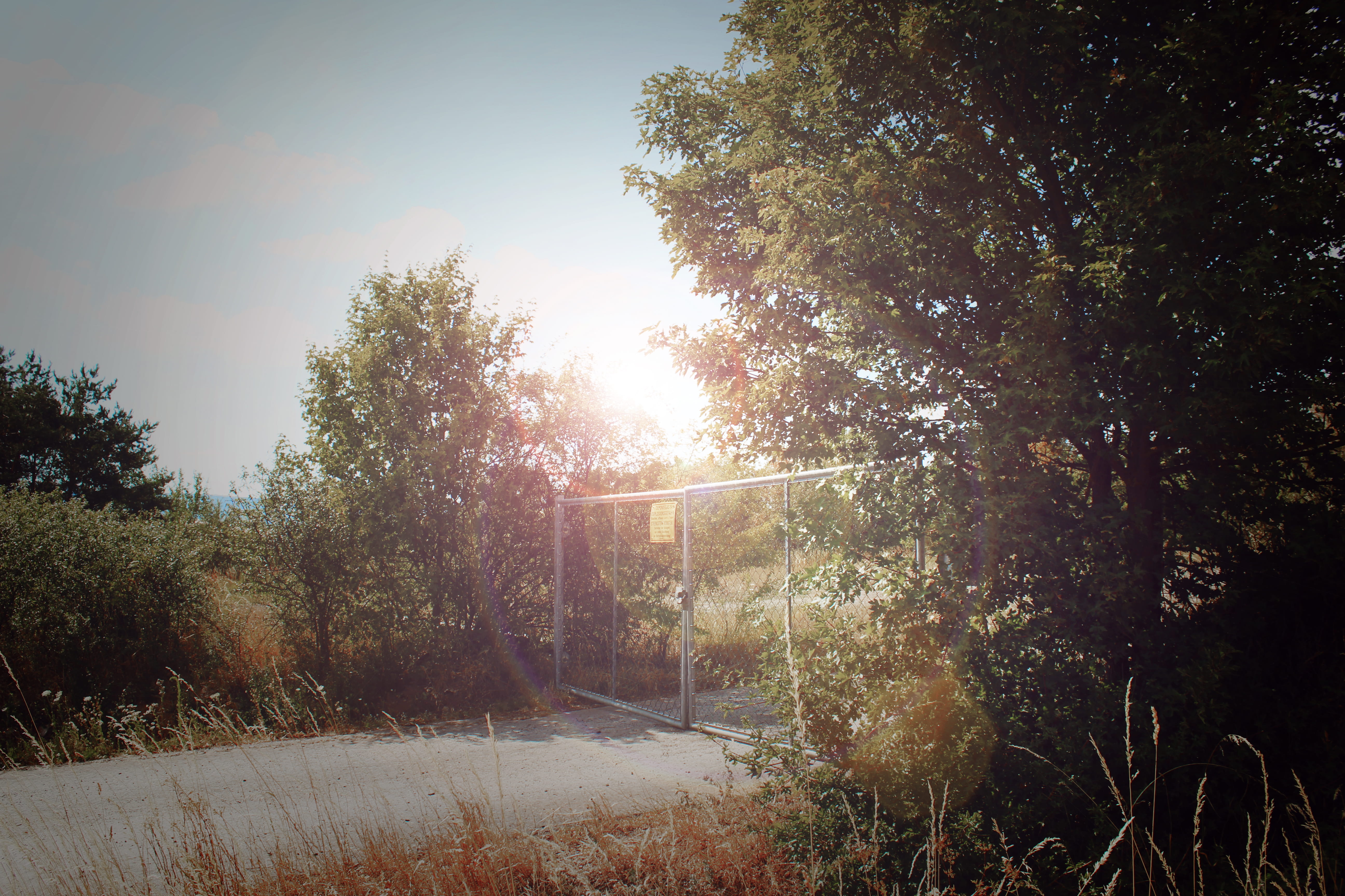 lensflare, tranquility, land, field, 5K, day, plant, sunbeam, sun, beauty in nature, bushes, scenics - nature, bush, forest, nature, flare, sky, outdoors, HD Wallpaper