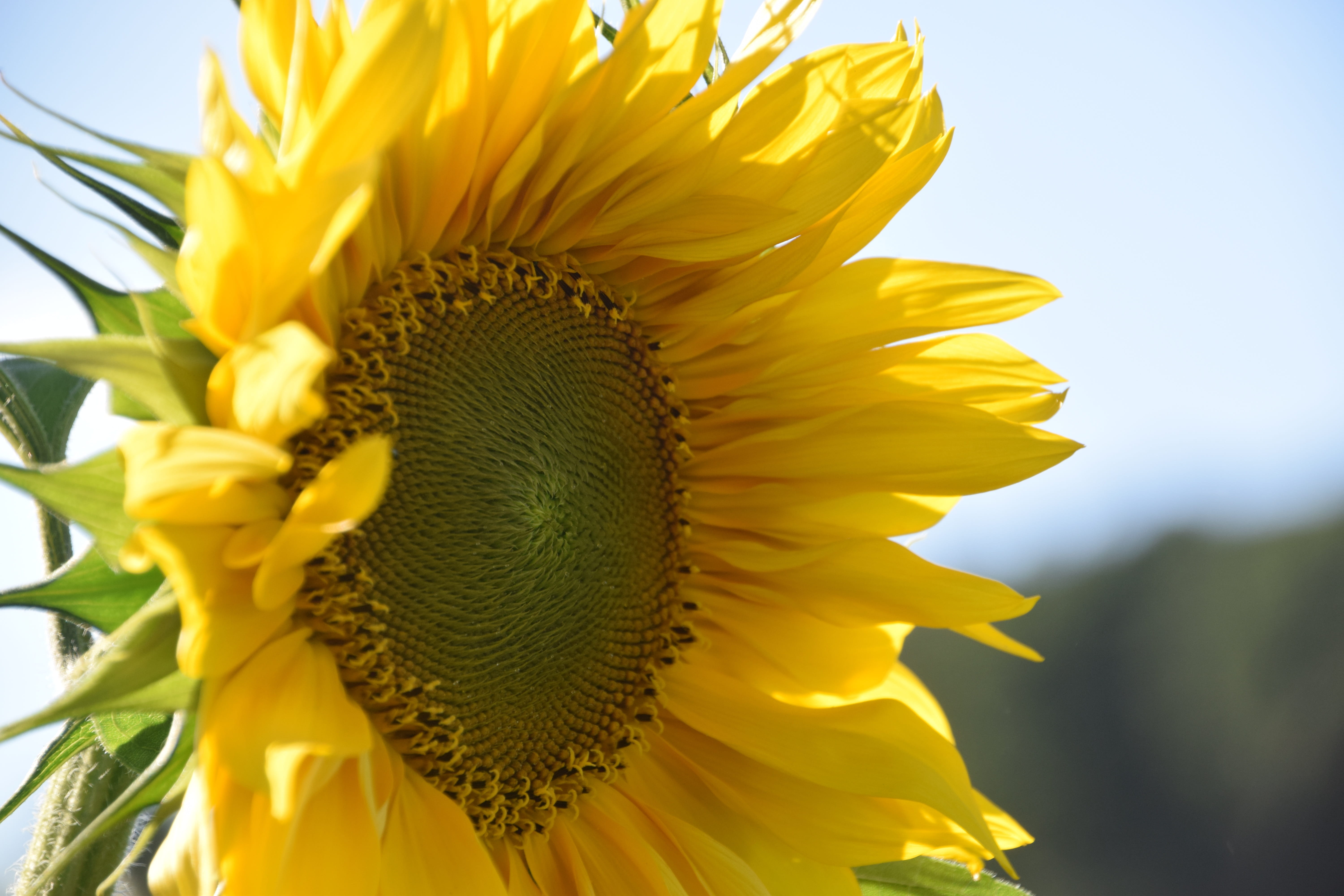 sepal, pollen, nature, close, blossom, freshness, helianthos, lensflare, no people, color, beautiful colors, orange, bloom, inflorescence, yellow, petal, HD Wallpaper