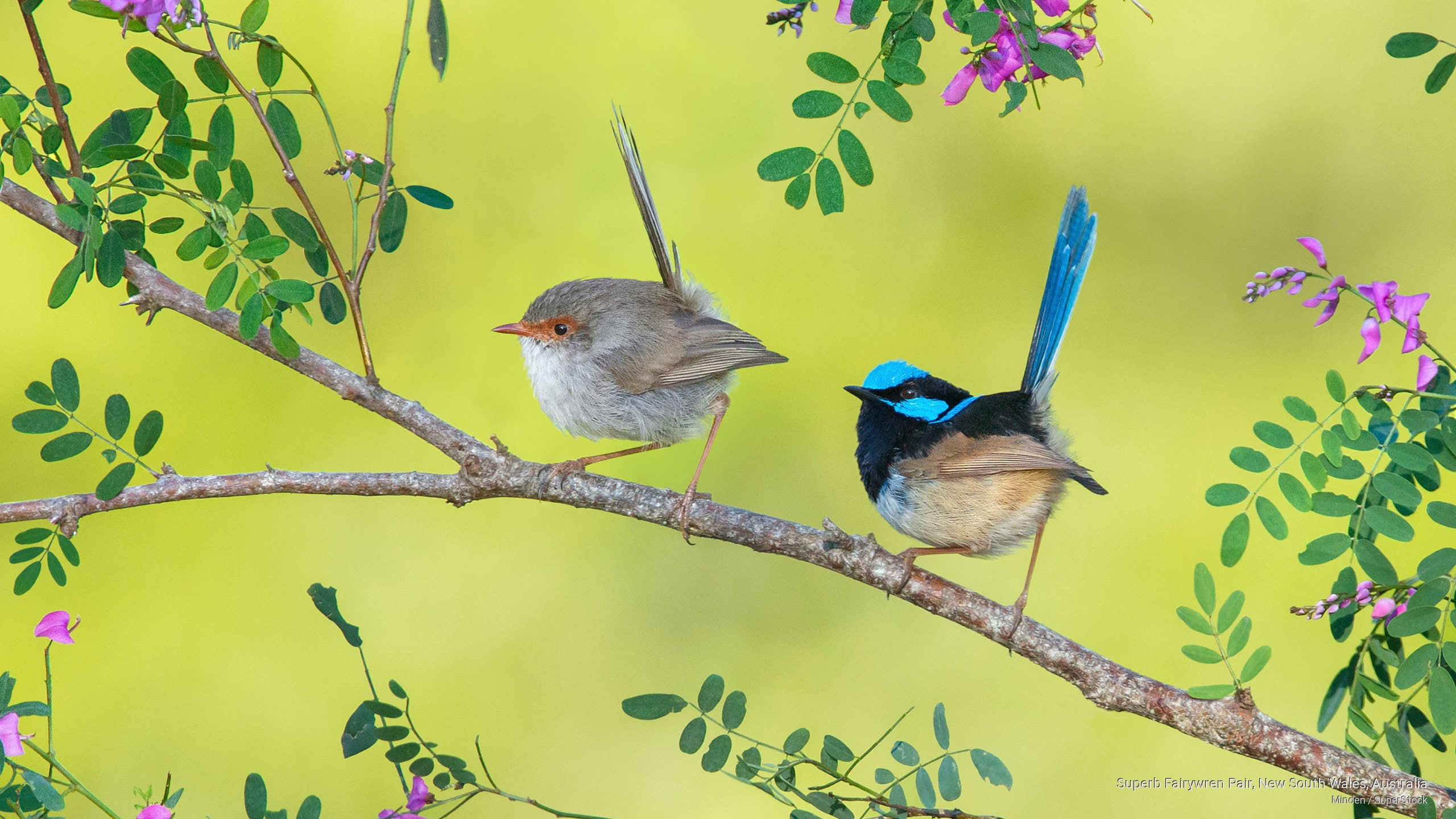 pair, wales, fairywren, australia, south, Birds, 2K, new, superb, HD Wallpaper