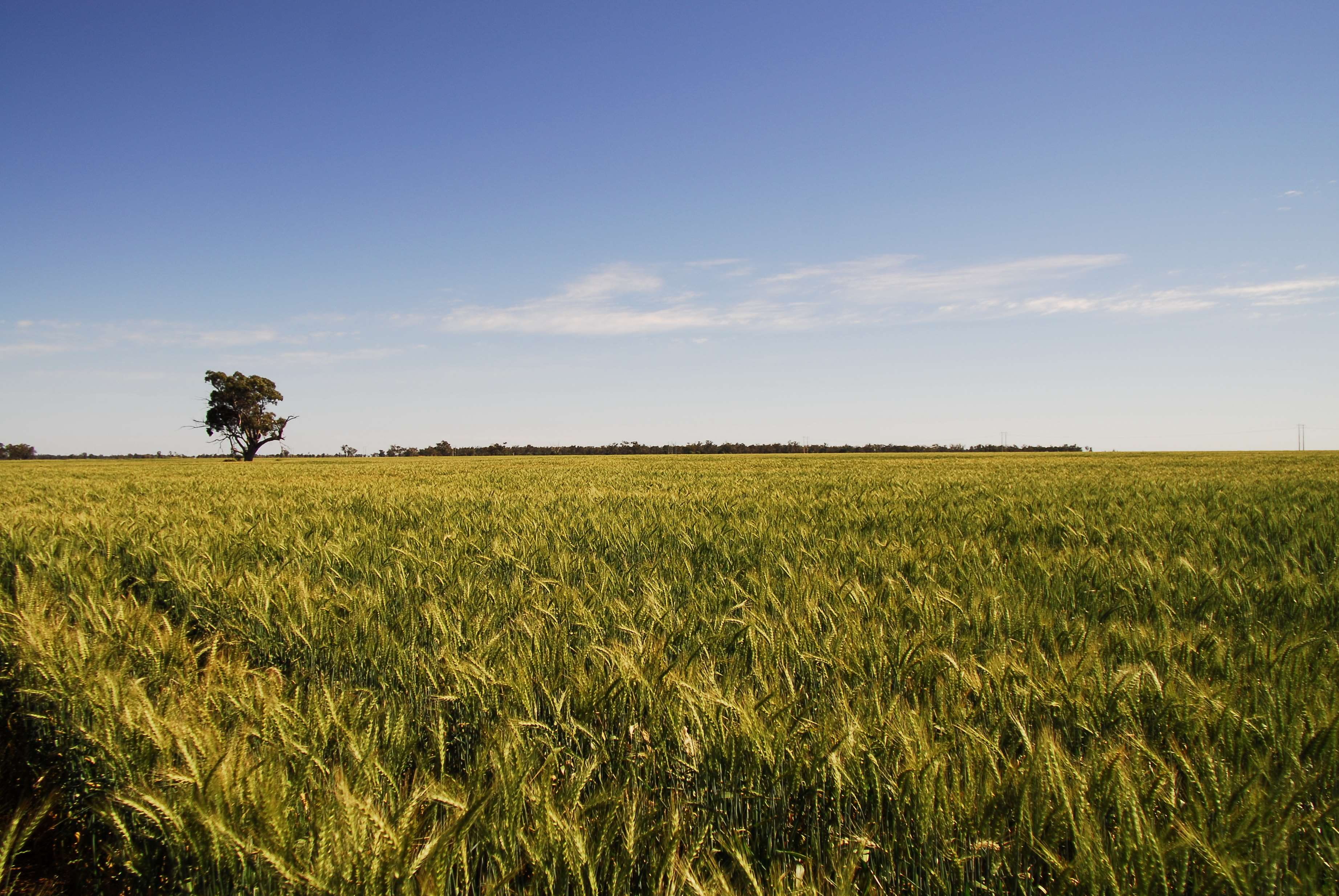 outdoors, cereal plant, plant, 2K, no people, tree, nature, wheat, agriculture, farm, new south wales, dubbo, green color, tranquil scene, sky, land, crop, HD Wallpaper