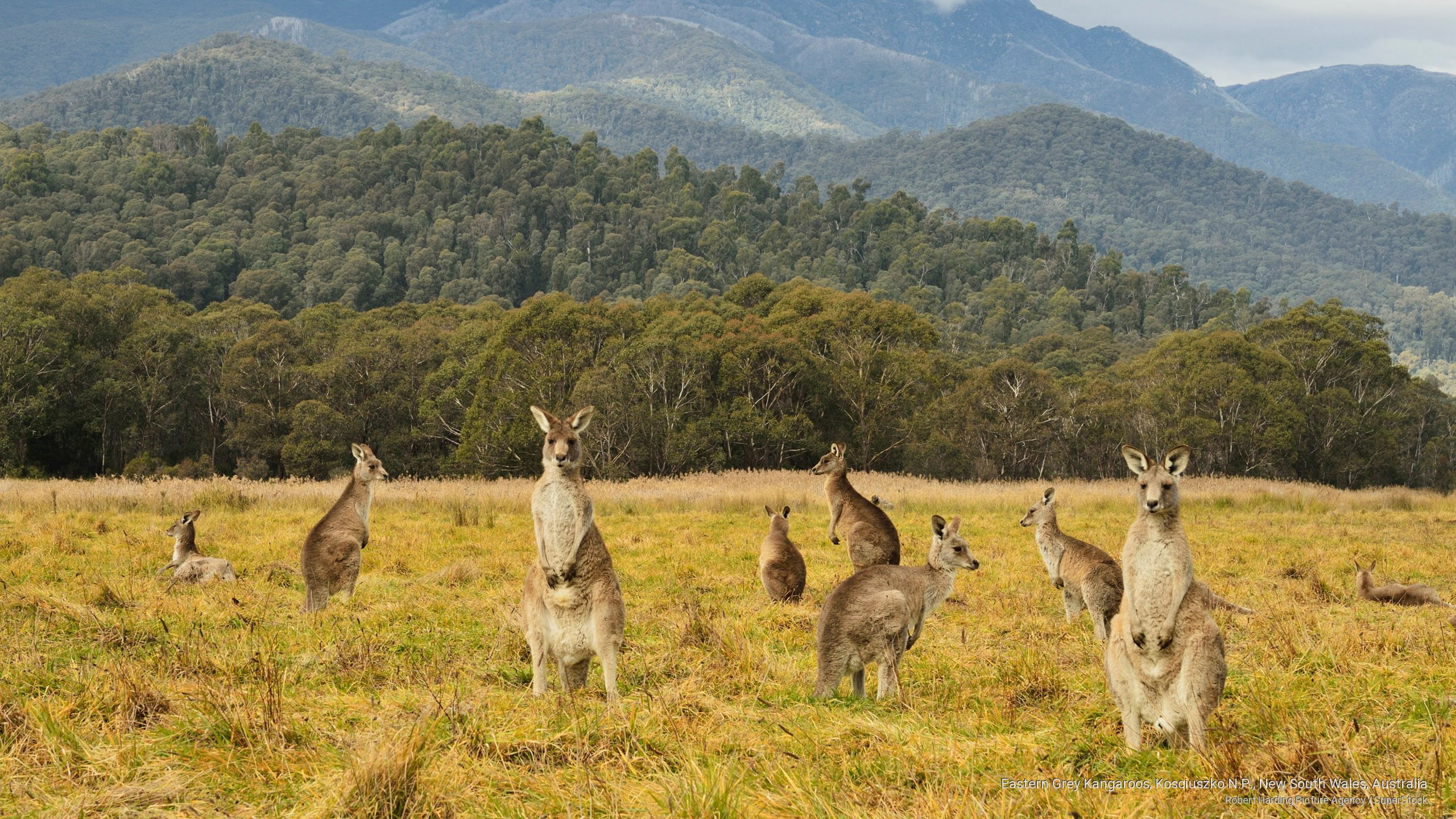 south, Animals, australia, new, grey, n, kosciuszko, p, wales, 2K, kangaroos, eastern, HD Wallpaper