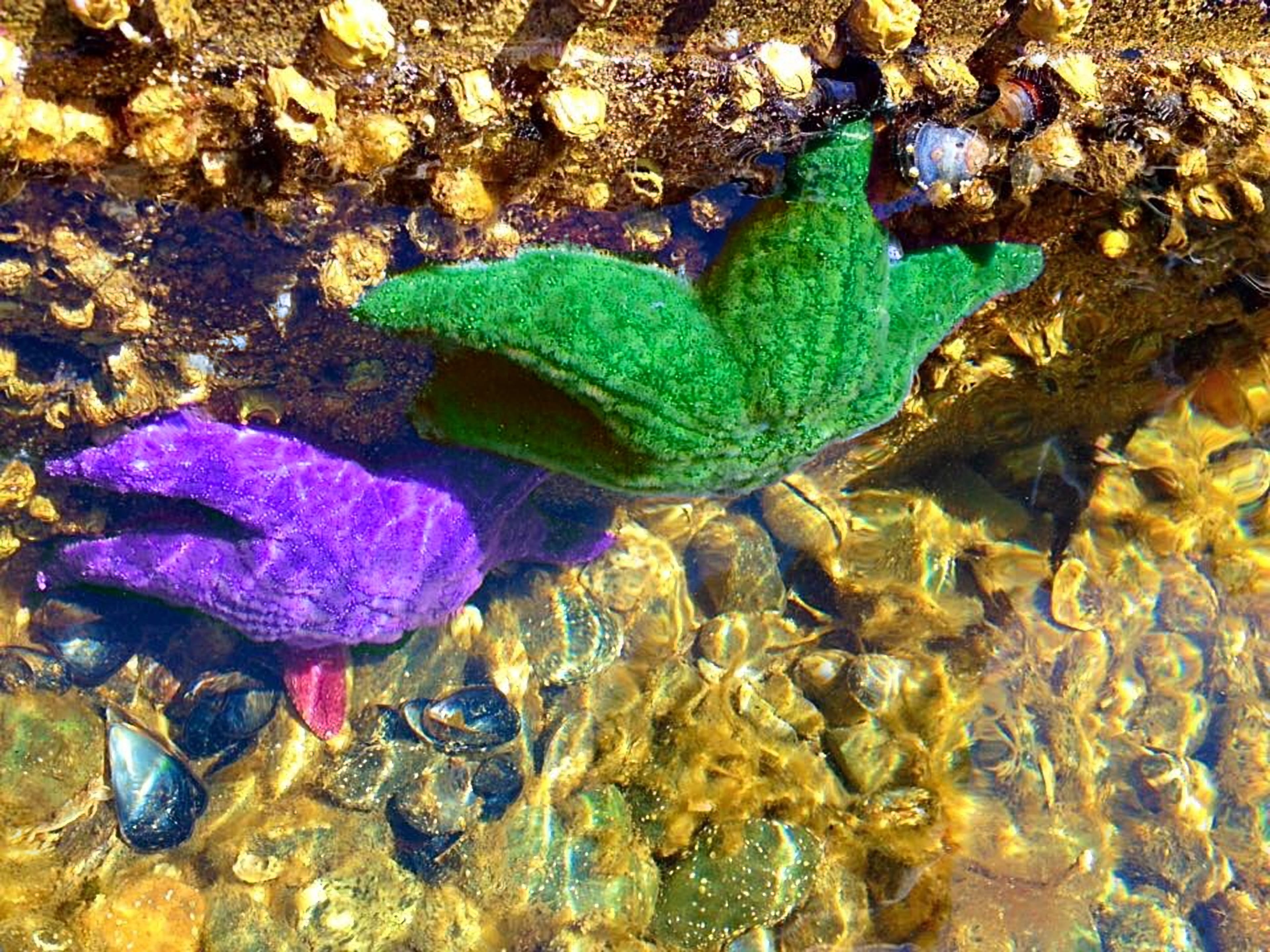 purple, underwater, 4K, swimming, one animal, outdoors, rock, canada, no people, transparent, animal wildlife, pacific ocean, undersea, sea life, animals in the wild, HD Wallpaper