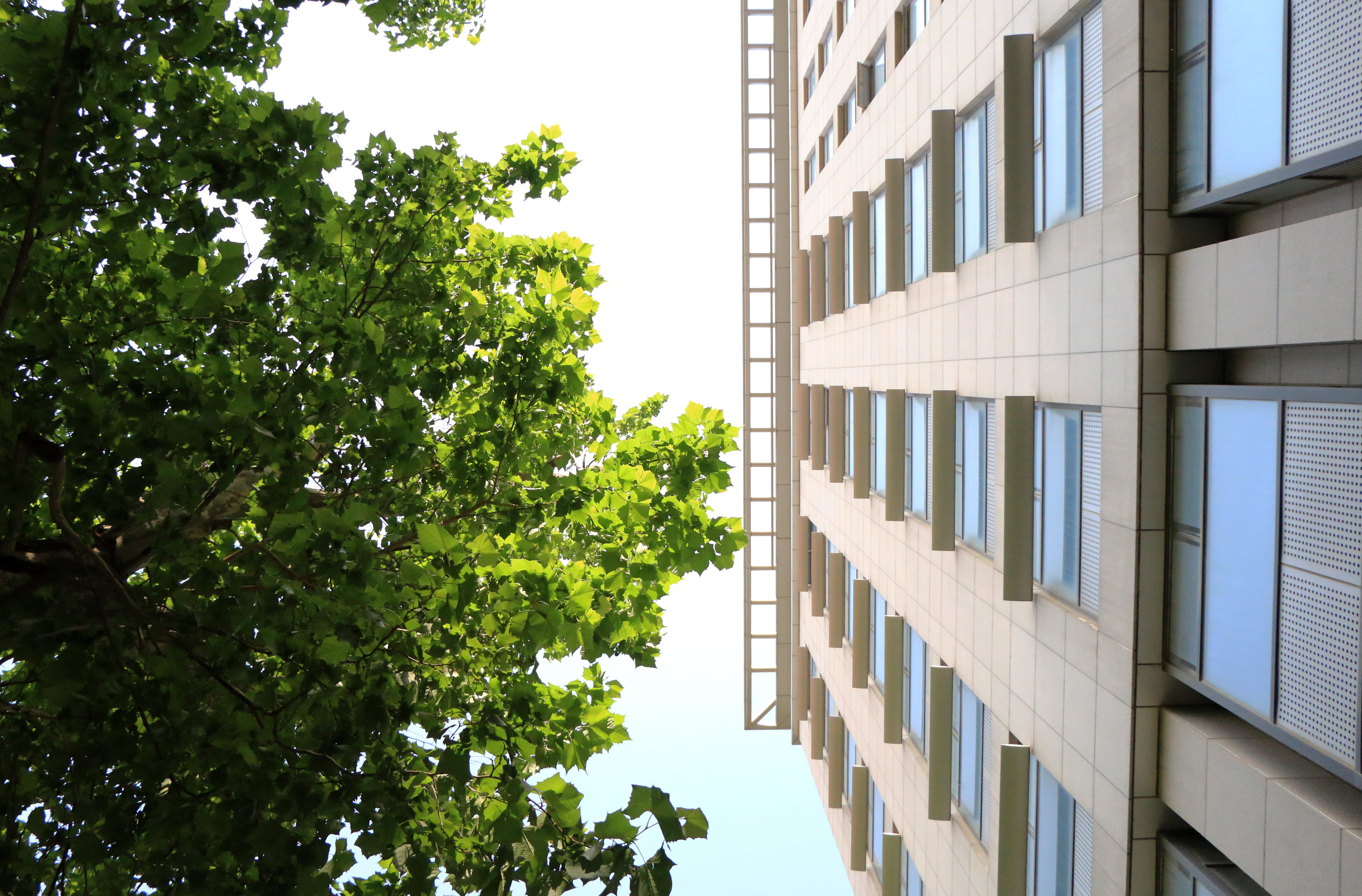nature, leaf, green, sky, tree, day, window, building, school, architecture, green color, growth, outdoors, sunlight, white, office, 5K, china, hot, modern, HD Wallpaper