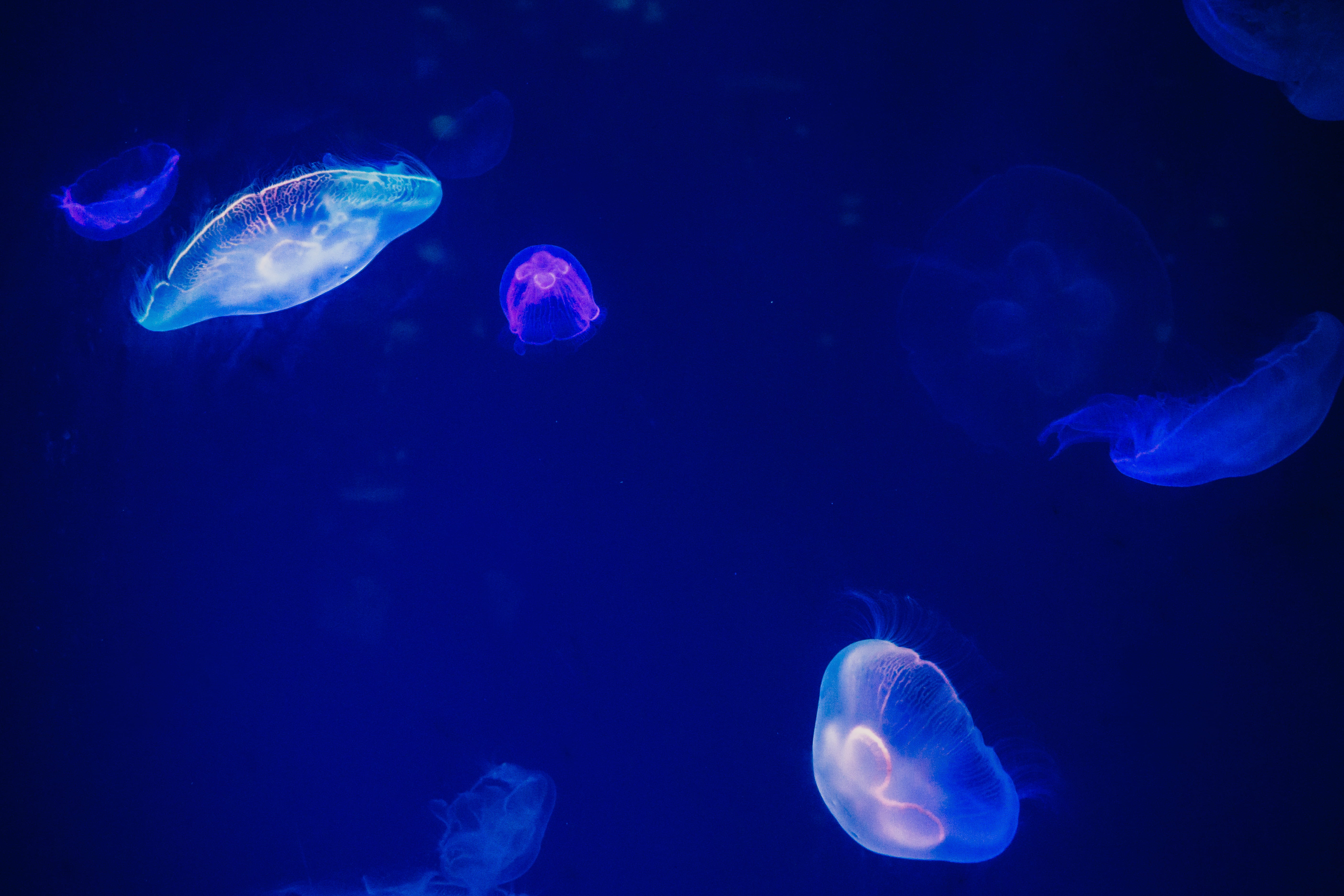 fish, wildlife, animal wildlife, waterfall, invertebrate, dark, jellyfish, floating on water, blue, animal themes, swimming, tank, animals in captivity, HD Wallpaper
