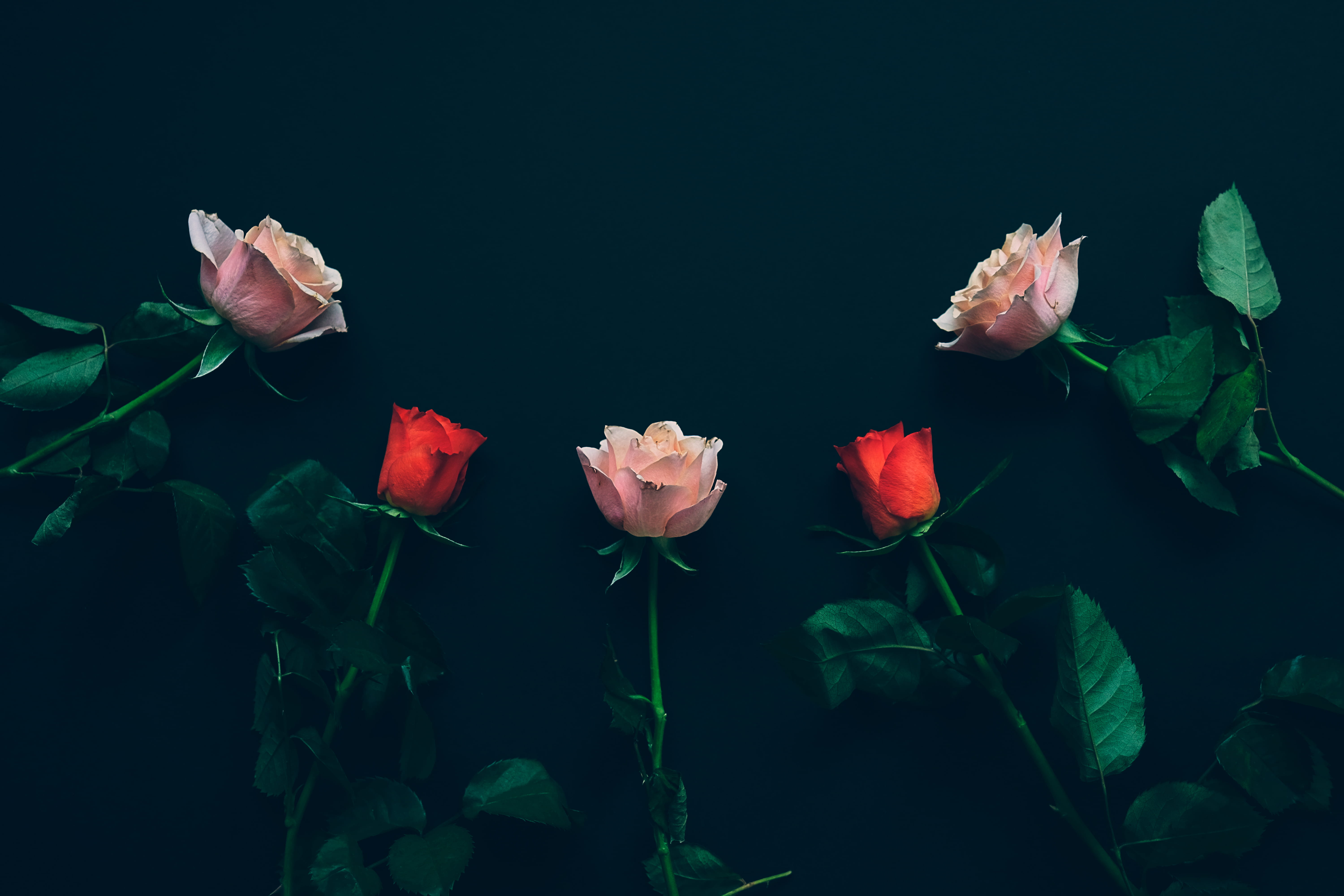 pink, surface, plant part, inflorescence, flower head, nature, spring, love, stem, close-up, plant, rose, flowering plant, vulnerability, three, natural light, HD Wallpaper
