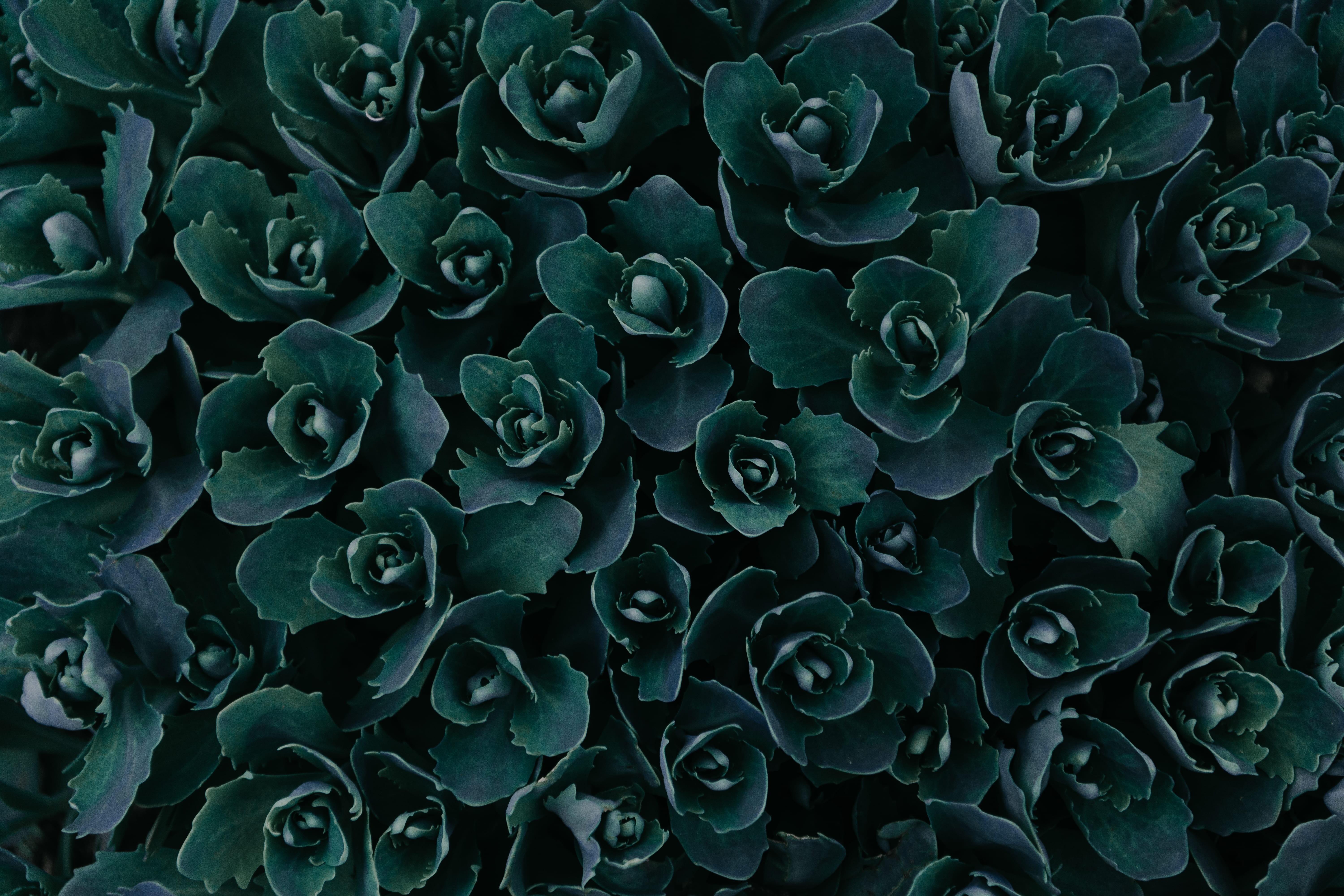 garden, abundance, plant part, day, wheat, gray, backgrounds, forest, botany, marine, dark green, undersea, woodland, water, flower, petal, green, succulent plant, HD Wallpaper