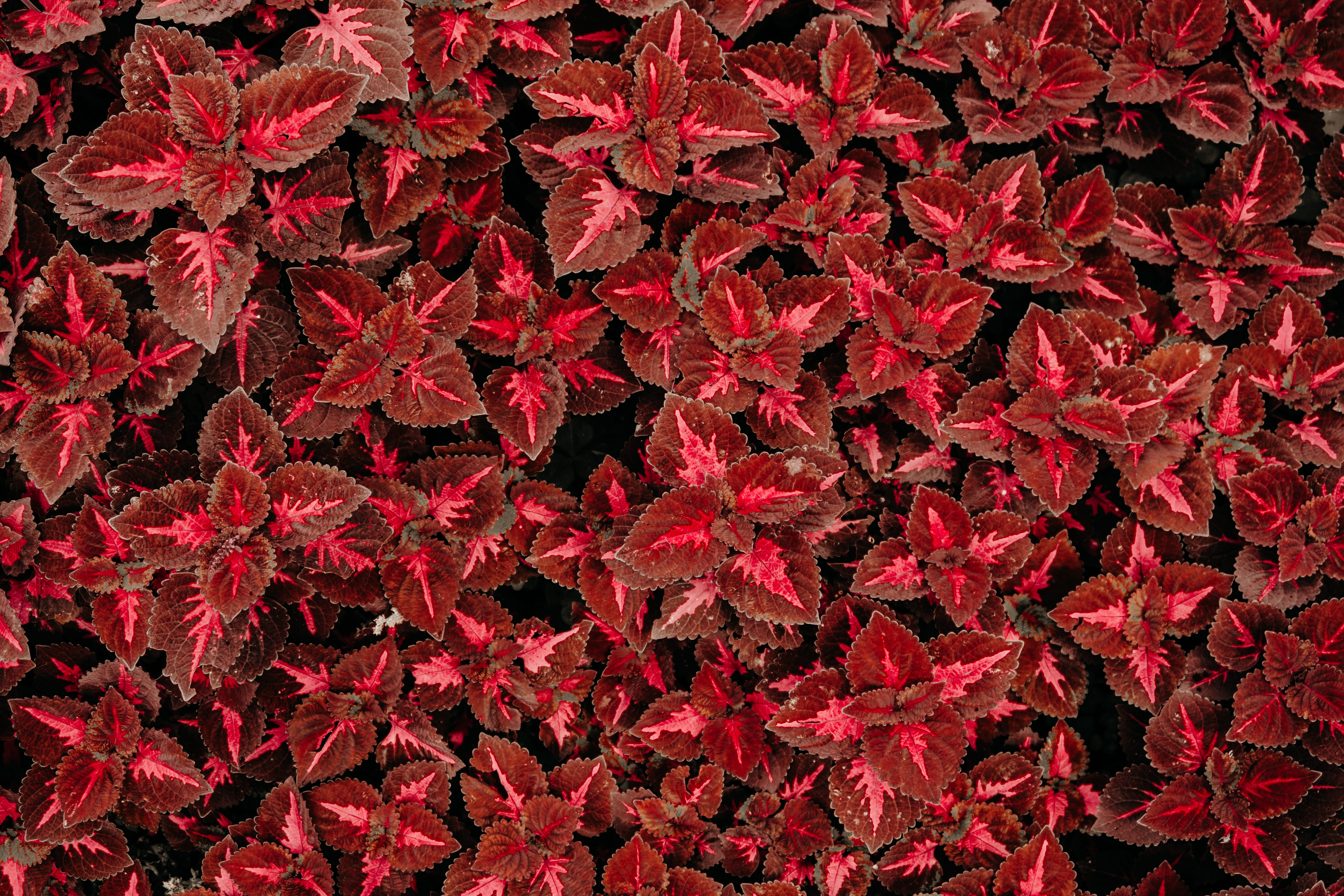 natural condition, red, day, pattern, flower, maple leaf, water, nature, backgrounds, outdoors, field, high angle view, repetition, waterfall, flowers, HD Wallpaper