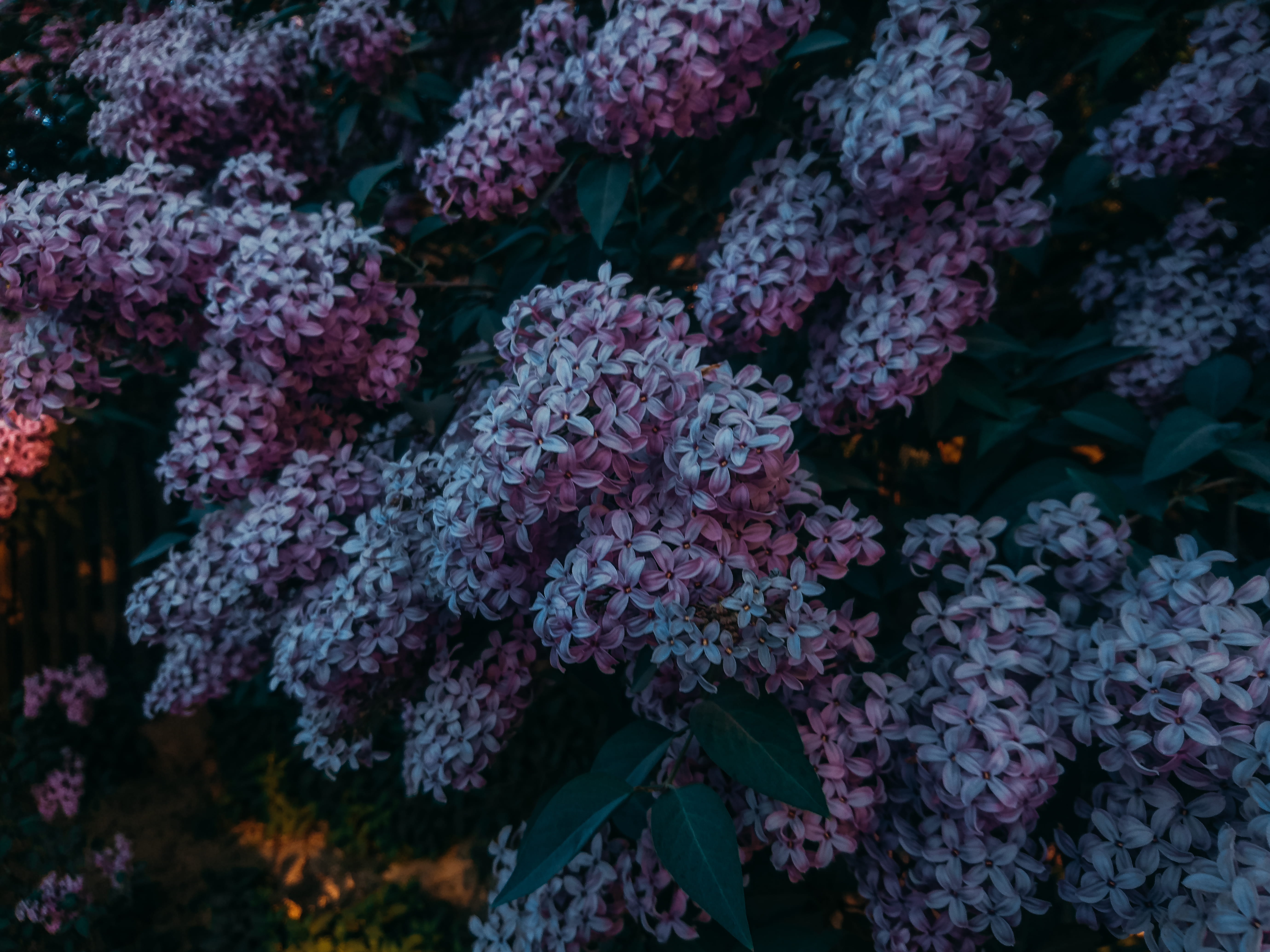 dark green, outdoors, freshness, flower head, green, 5K, flower, blossom, water, tree, photograph, focus on foreground, growth, plant, waterfall, inflorescence, HD Wallpaper