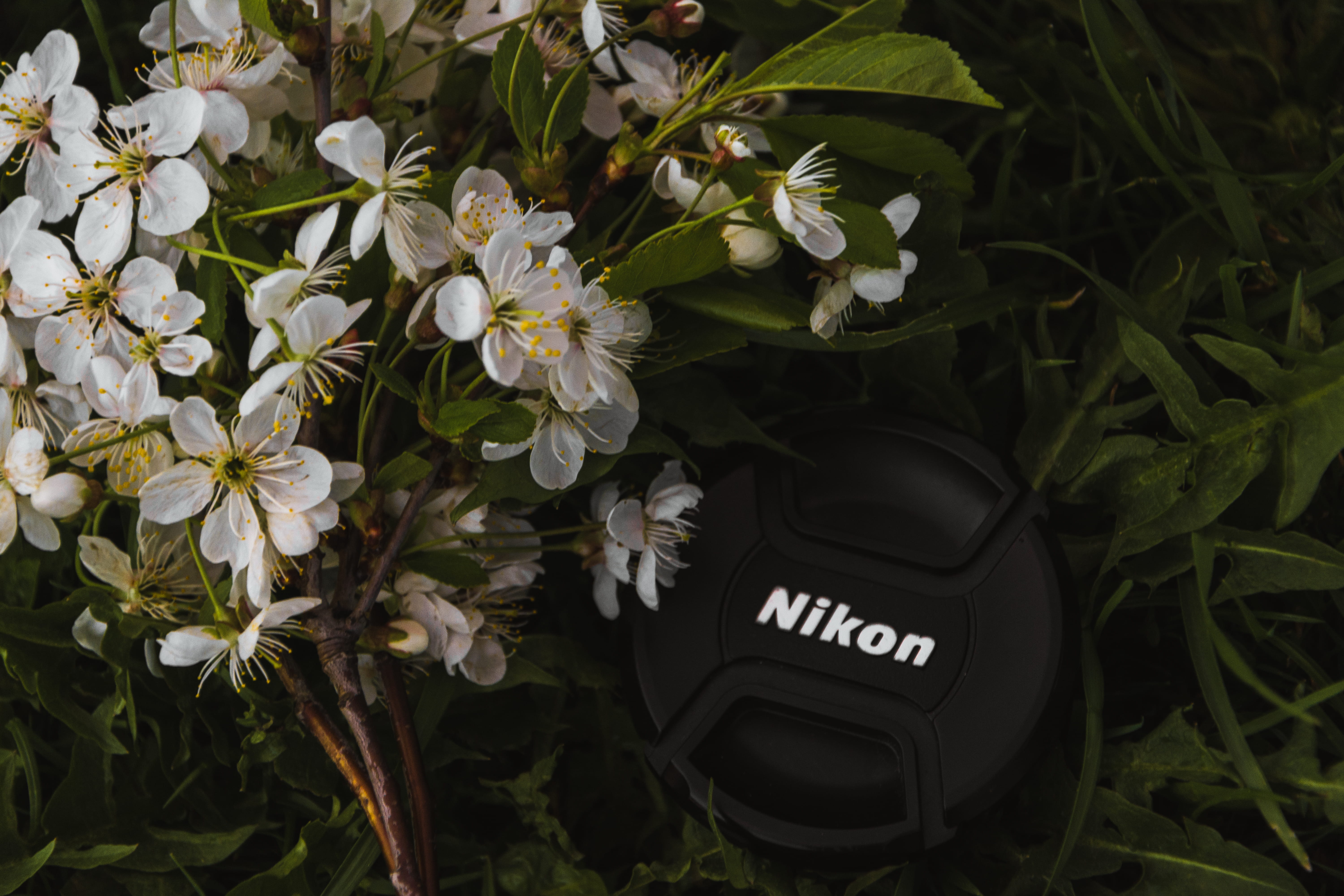 dslr, nikon camera, petaled, leaf, text, tulips, white, beauty in nature, communication, forest, flower, grassland, no people, garden, beautiful, love, HD Wallpaper