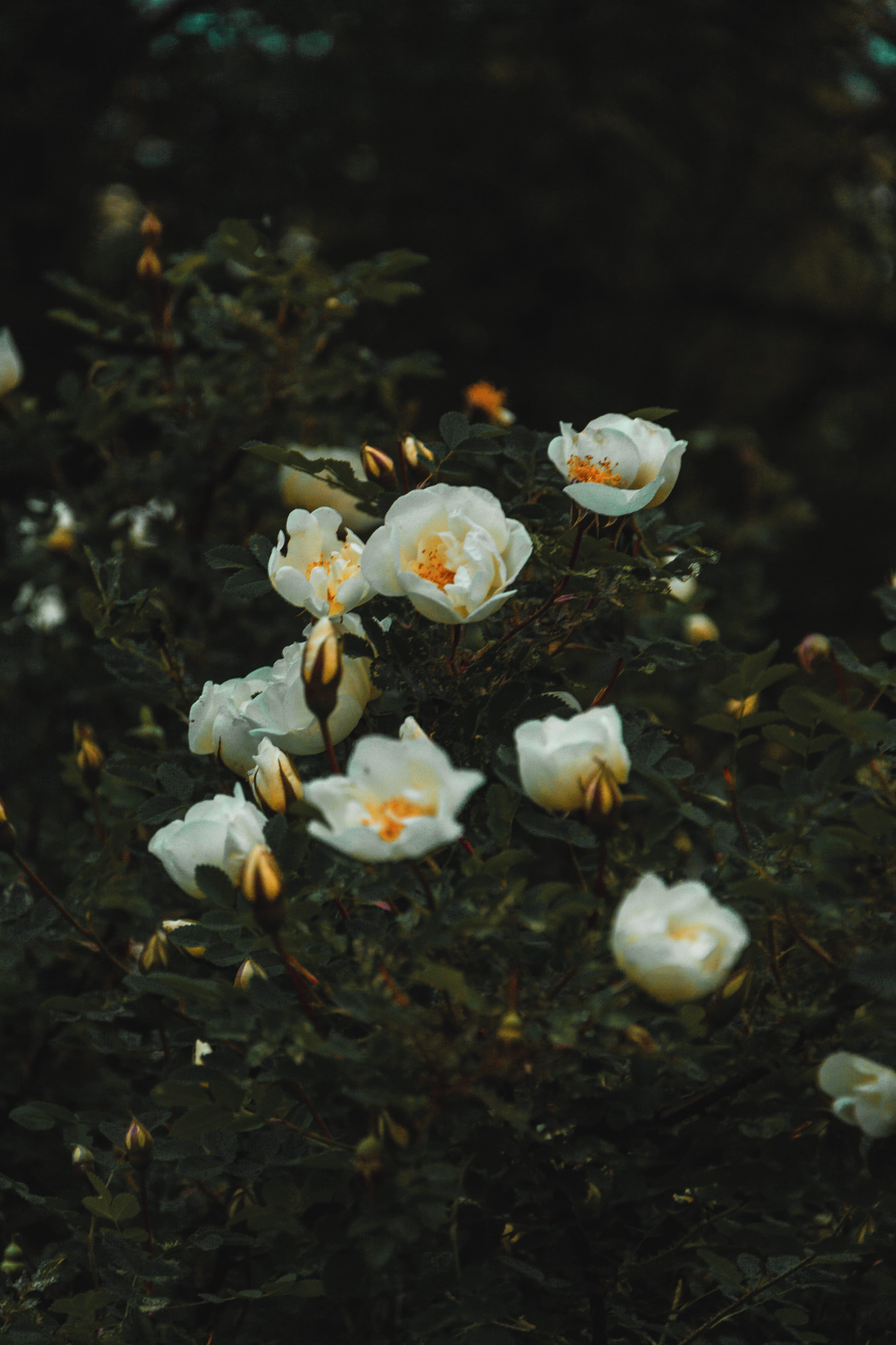 day, mother nature, close-up, roses, blooming tree, freshness, plant, pollen, nature, petaled, love, environment, leaves, atmospheric, forest, 5K, atmospheric evening, Phone HD Wallpaper
