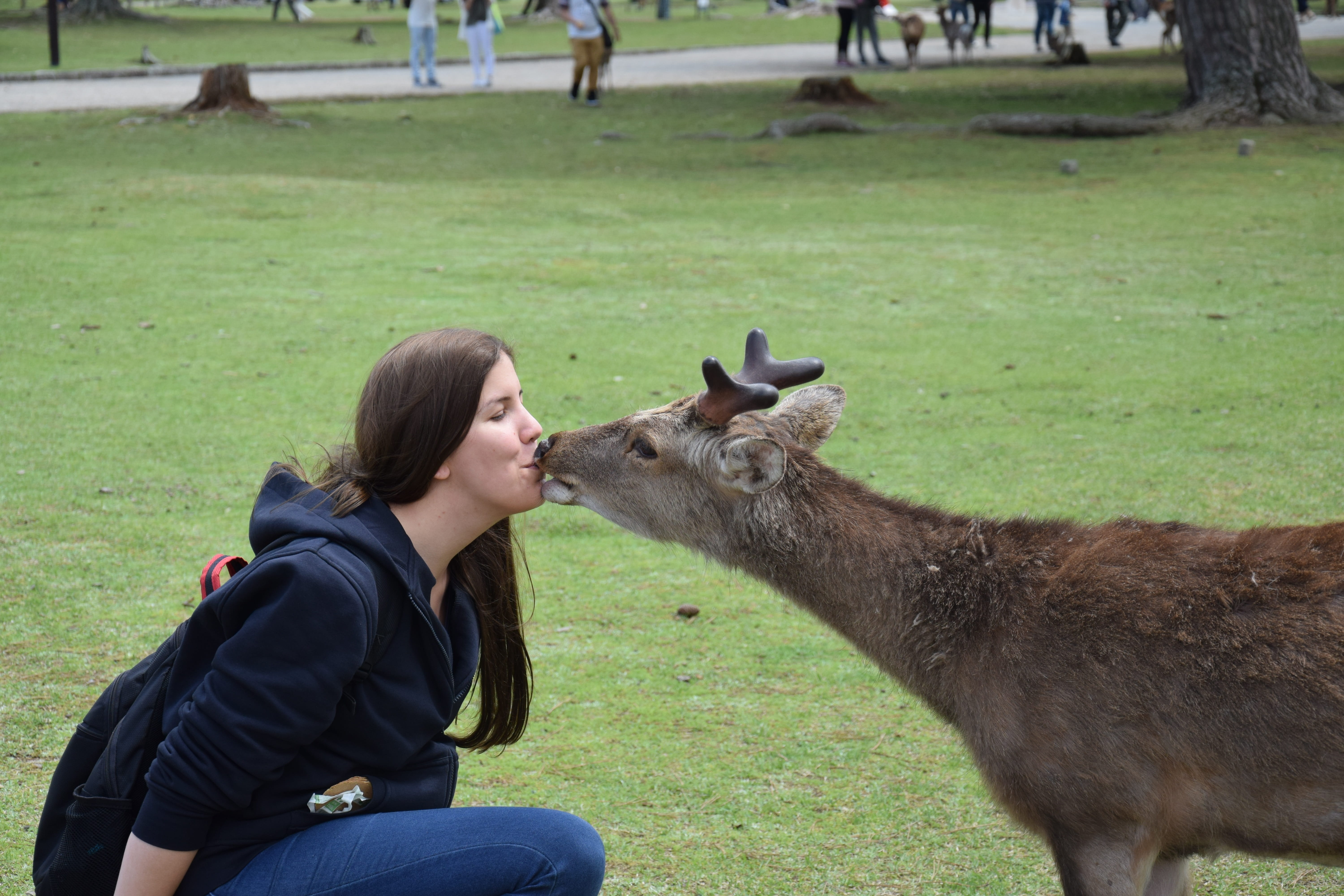cute, Kiss, hirsch, nature, love for animals, one person, day, land, three quarter length, trust, antler, animal world, vertebrate, Woman, animal themes, HD Wallpaper