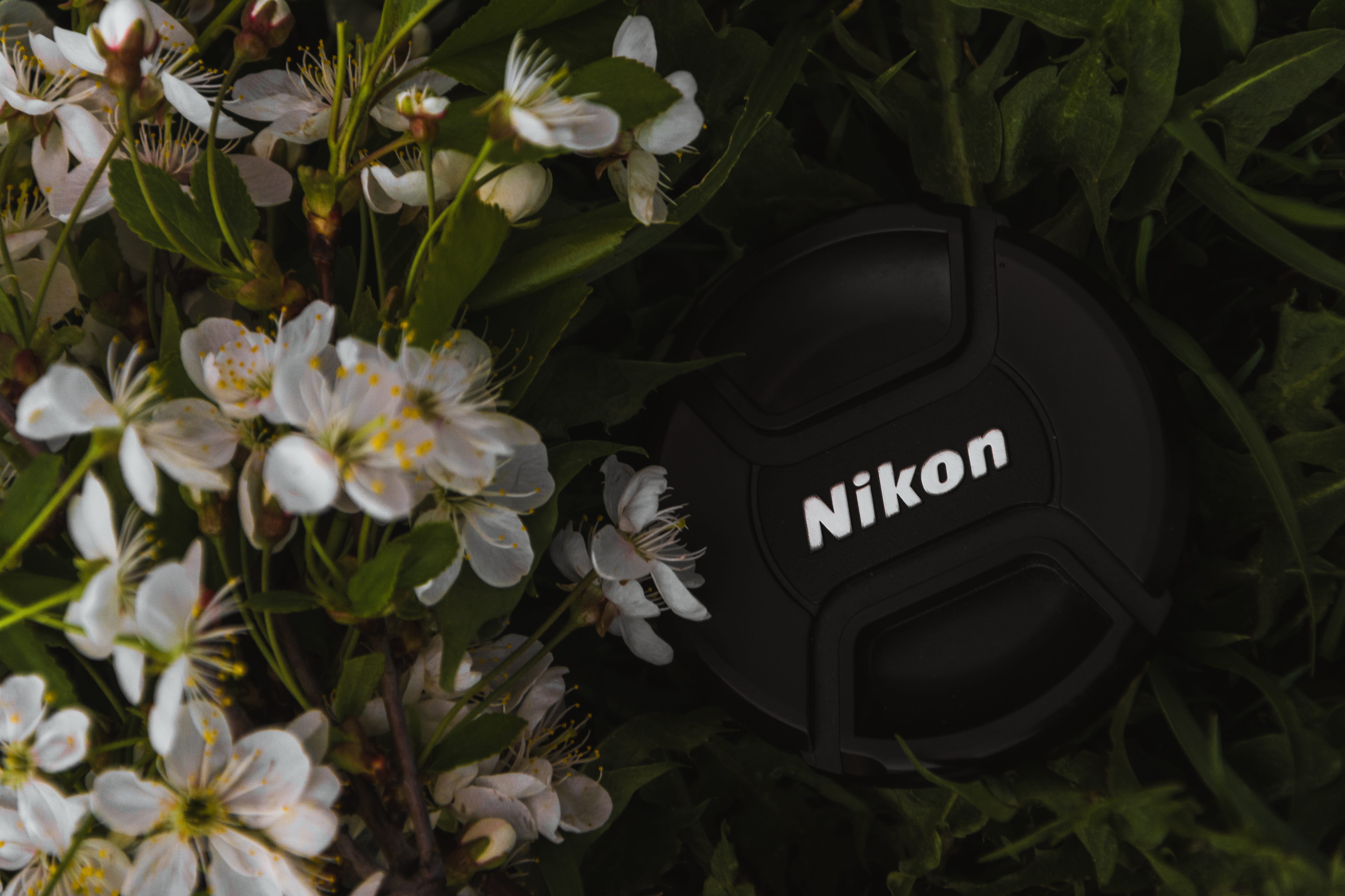 color, nature, greenwood, vulnerability, dark green plants, summer, bright, fog, lupines, mother nature, dark green, green color, blossom, close-up, nikon camera, HD Wallpaper