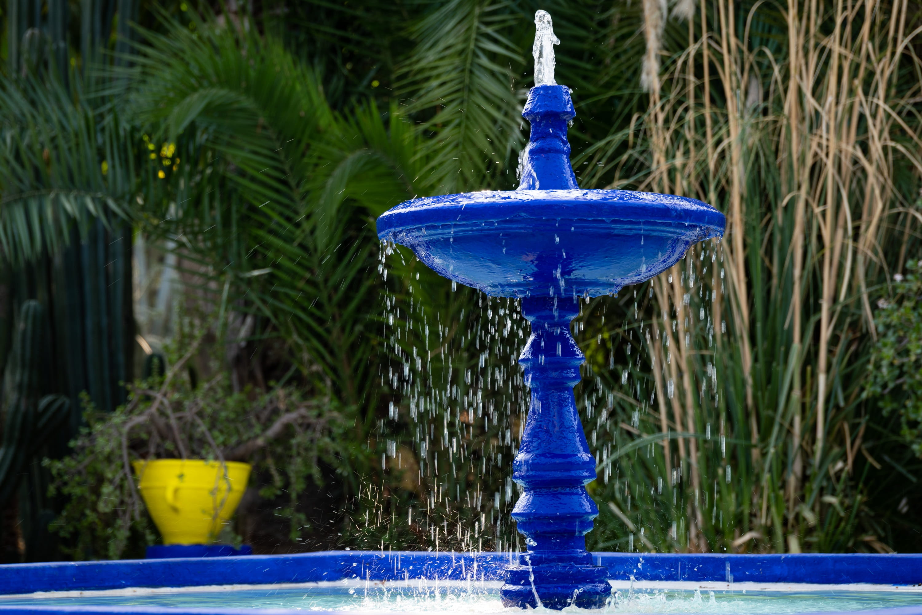 park - man made space, front or back yard, morocco, grass, focus on foreground, plant, outdoors, jardin majorelle, day, growth, marrakech, green color, HD Wallpaper