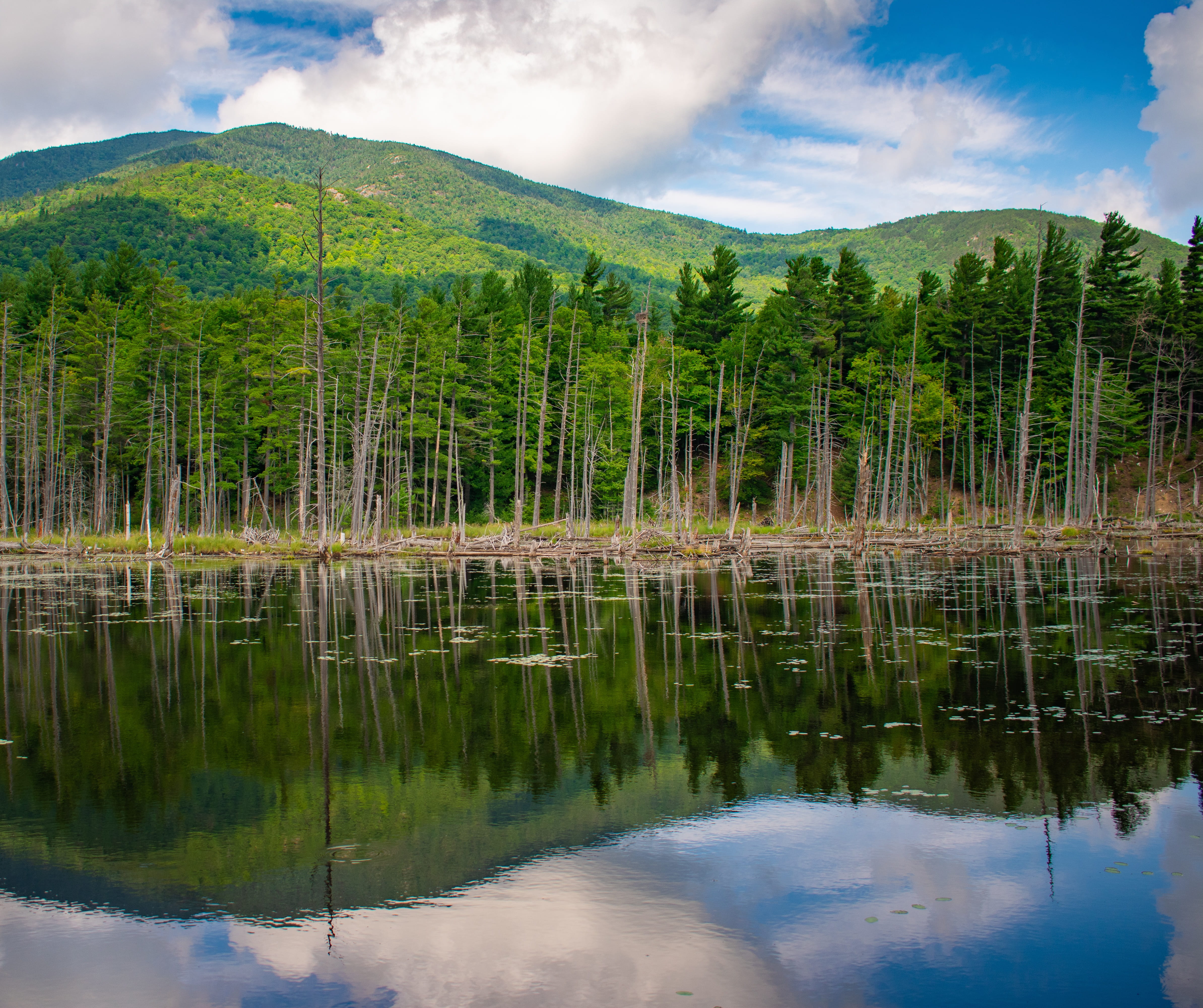 tree, nature, landscape, summer, green, 4K, new york, day, tranquil scene, forest, scenics - nature, beauty in nature, relaxation, scenery, non-urban scene, HD Wallpaper