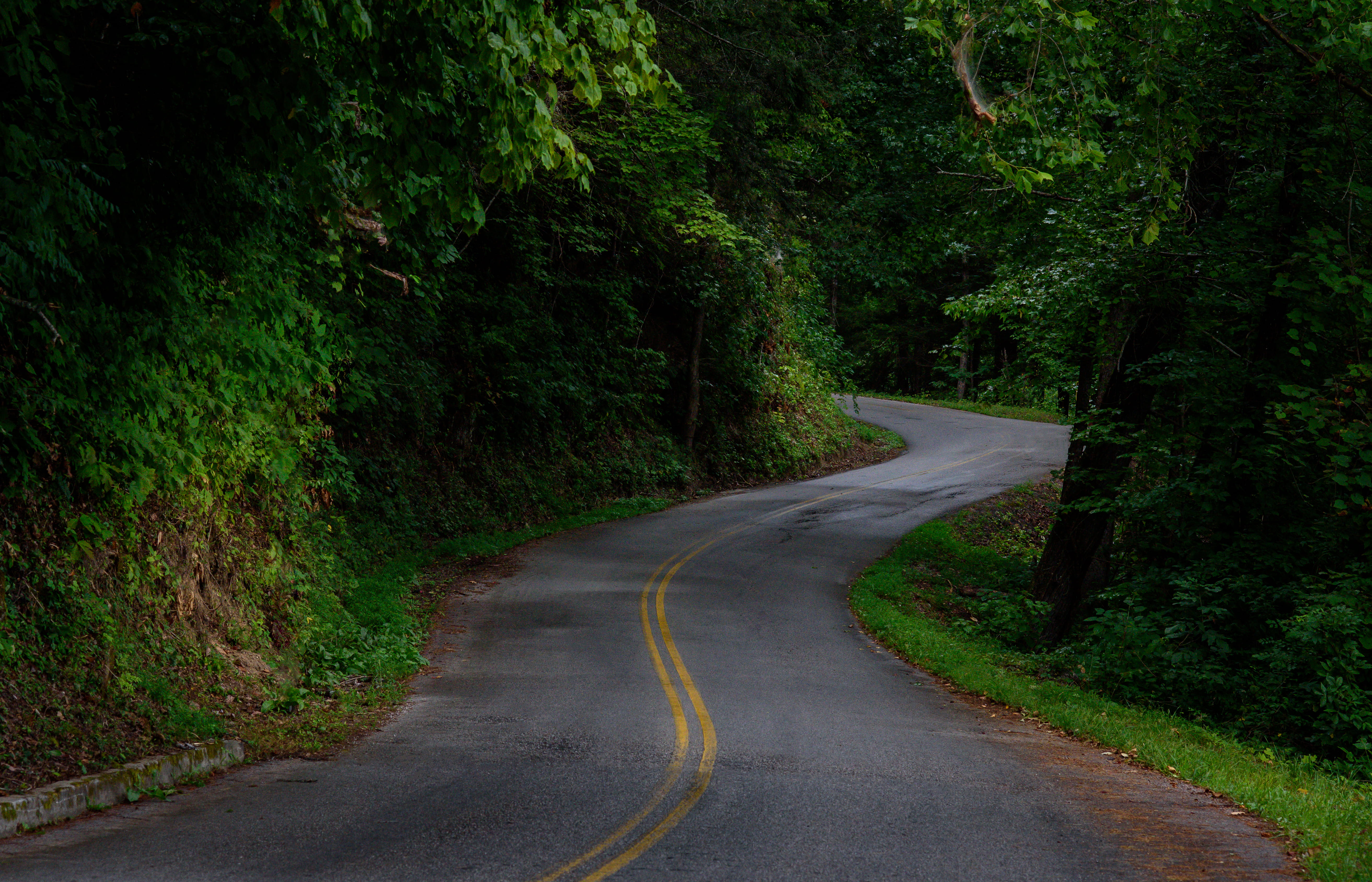 nature, tranquil scene, forest, long, plant, tennessee, curve, day, wet, transportation, trees, water, united states, 5K, road, the way forward, no people, HD Wallpaper