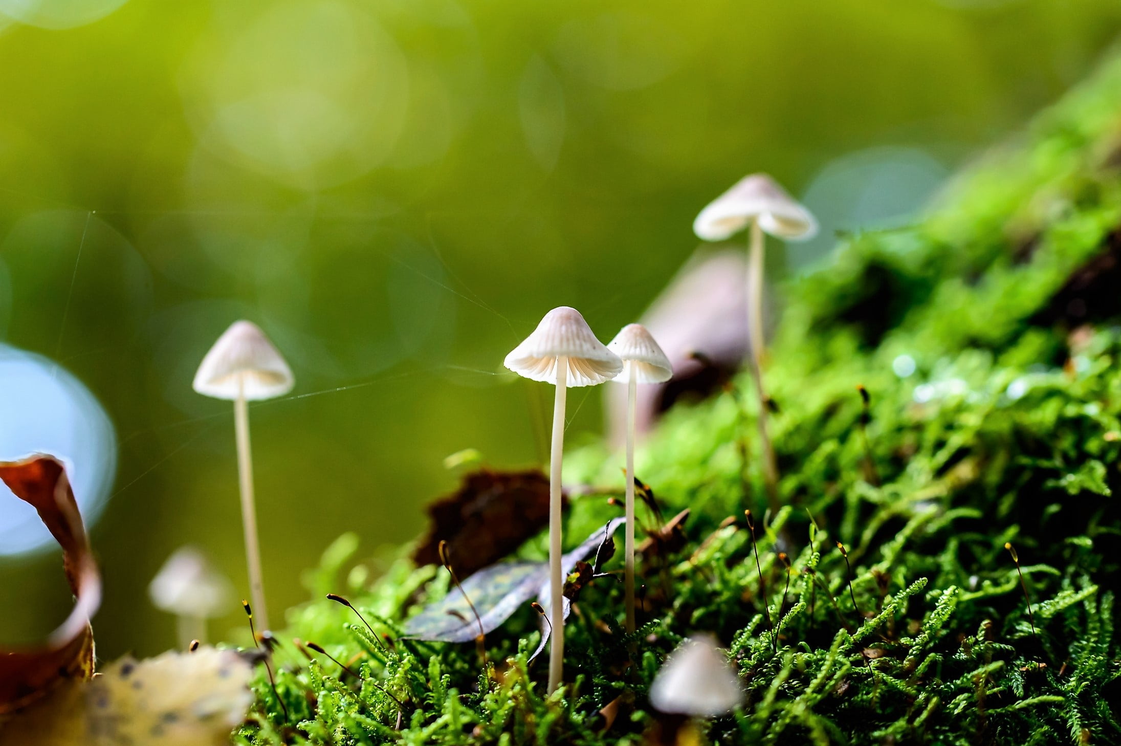 1080P, toadstool, nature, no people, mosh, small, green color, selective focus, vegetable, tree, wet, focus on foreground, plant, forest, close-up, close, HD Wallpaper