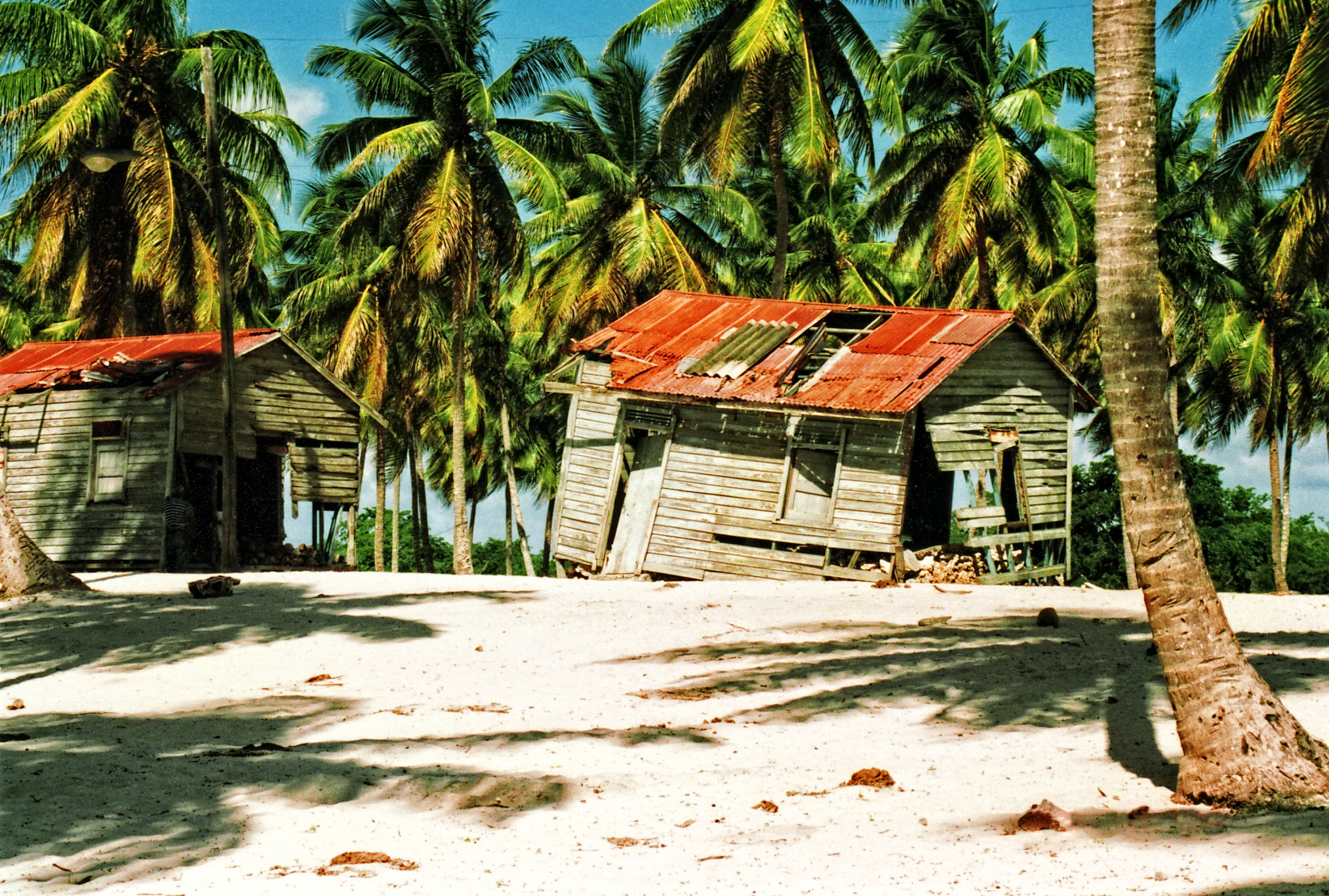 trunk, 1080P, dominican, sheds, surrounded, land, nature, blue, coconut palm tree, day, brown, growth, coconut palms, beautiful, building, republic, roof, HD Wallpaper